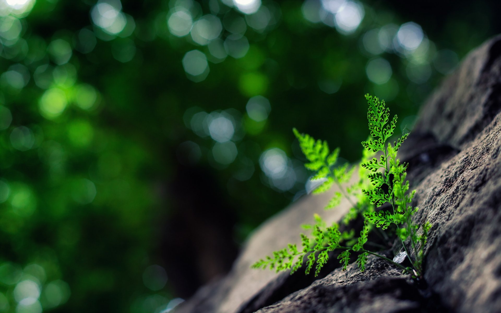 plante nature été