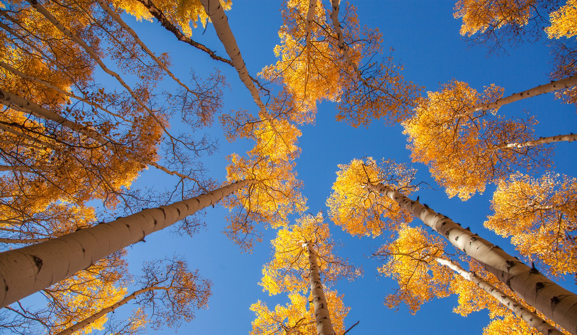 ky tree aspen leaves autumn trunk