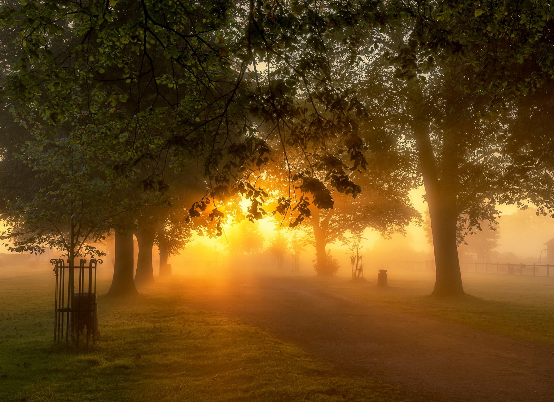 morning park nature light