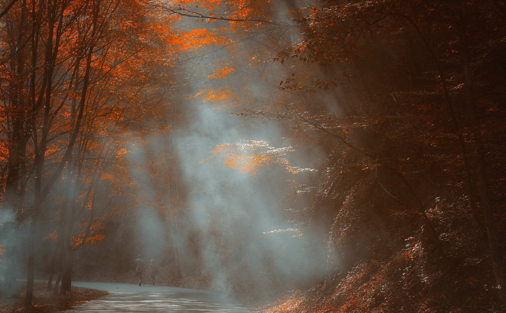 park mgła jesień natura