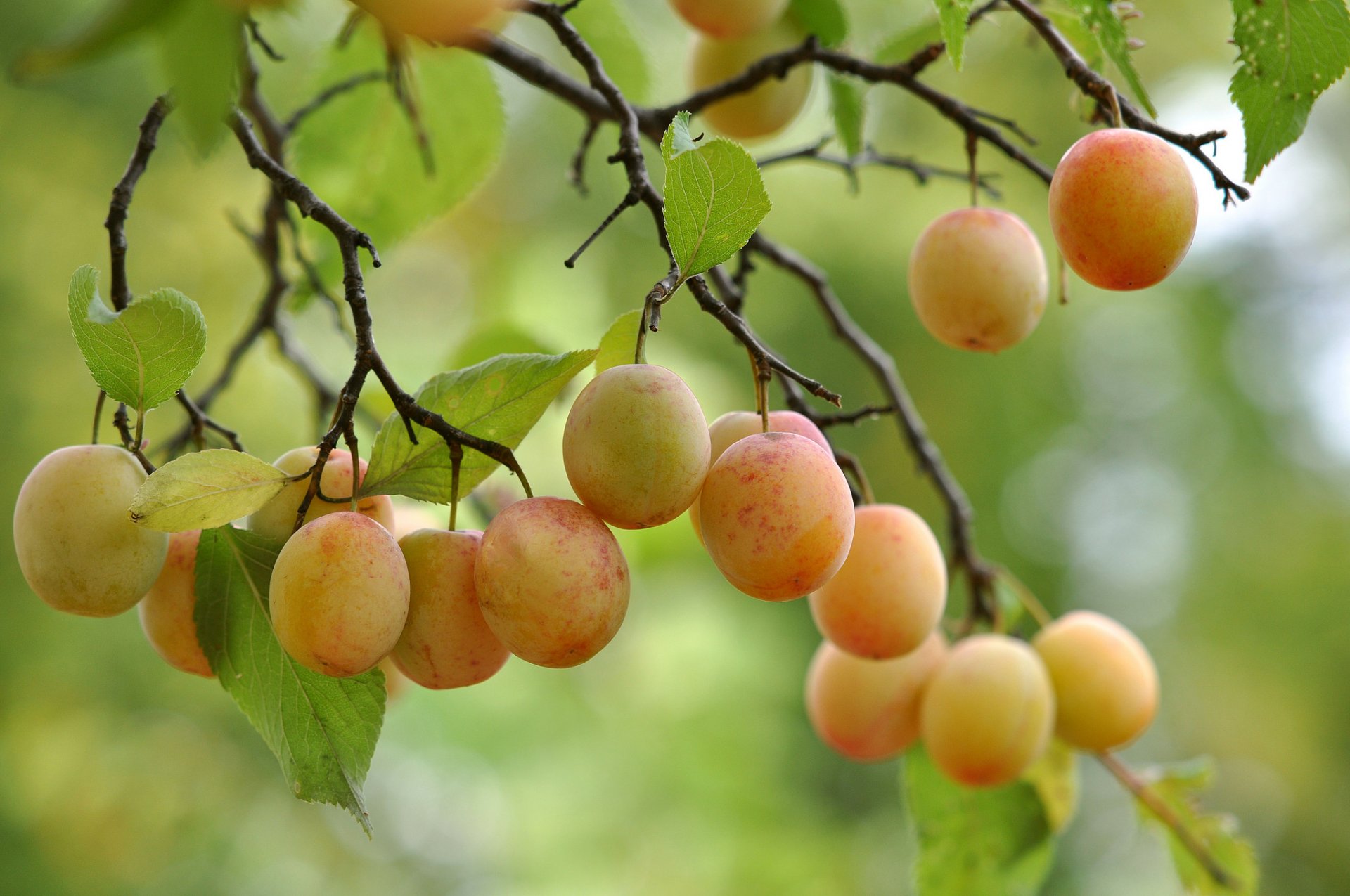 albero ramo foglie frutta ramo frutta