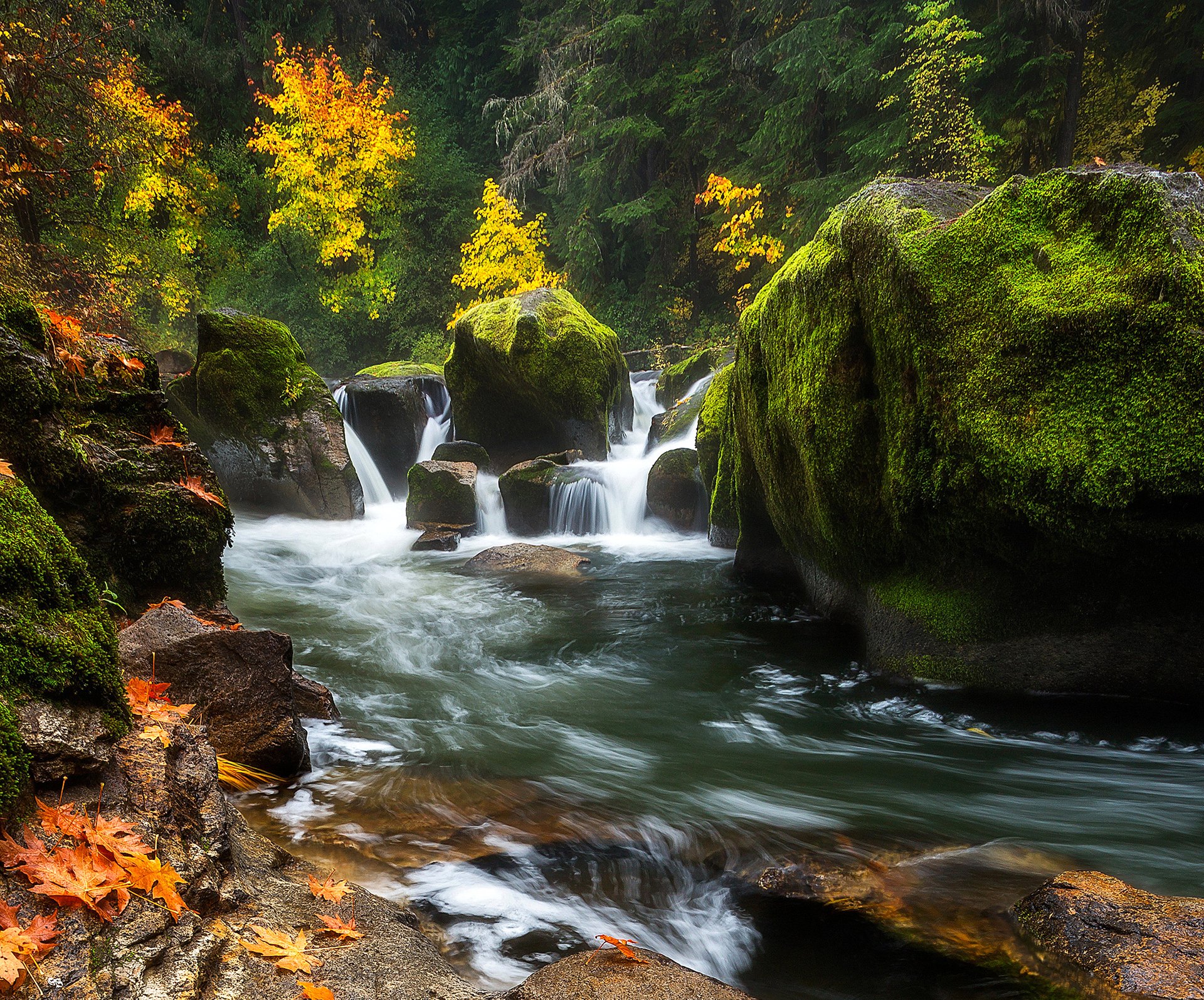 foresta alberi fiume flusso rocce rocce muschio autunno