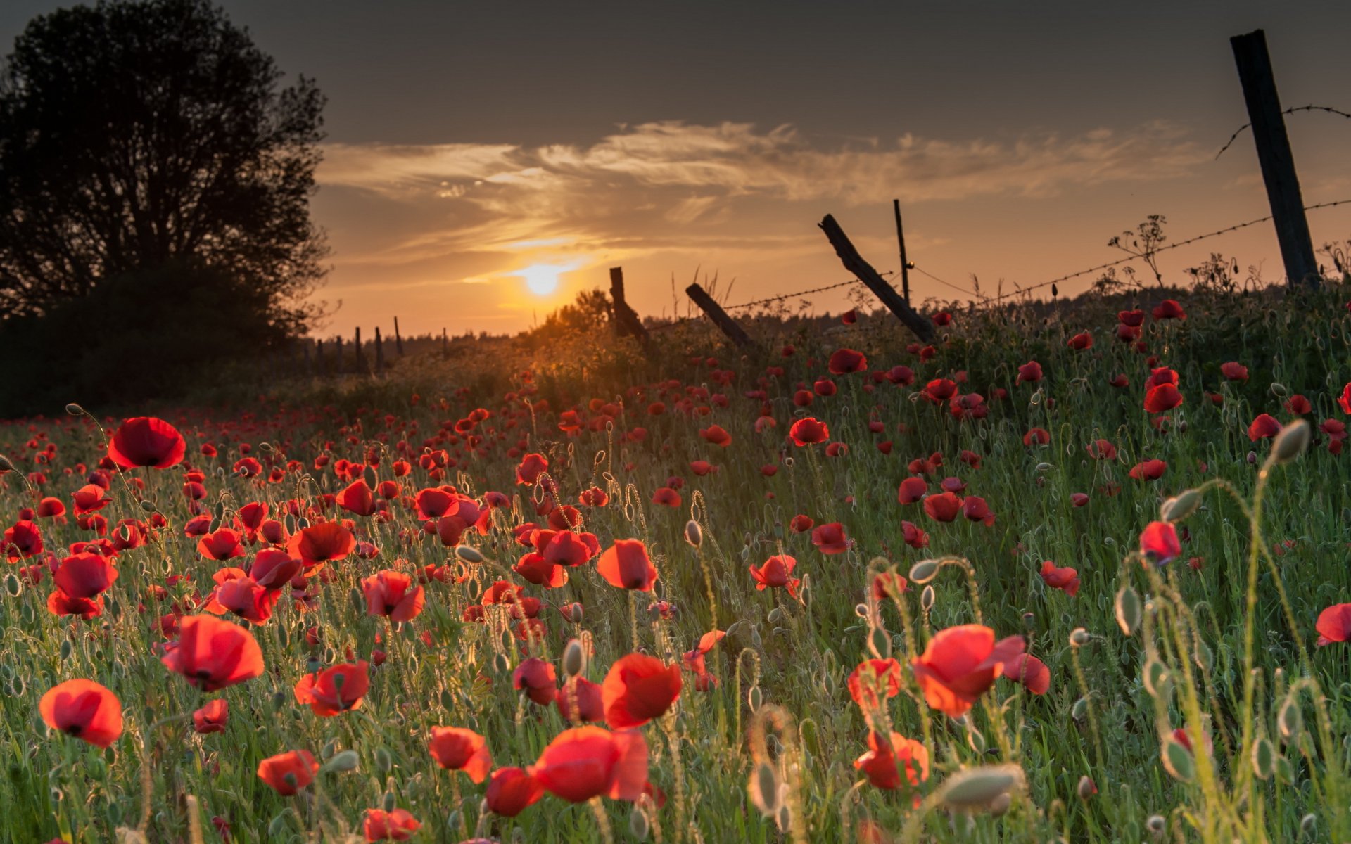 unset poppies the field fence nature