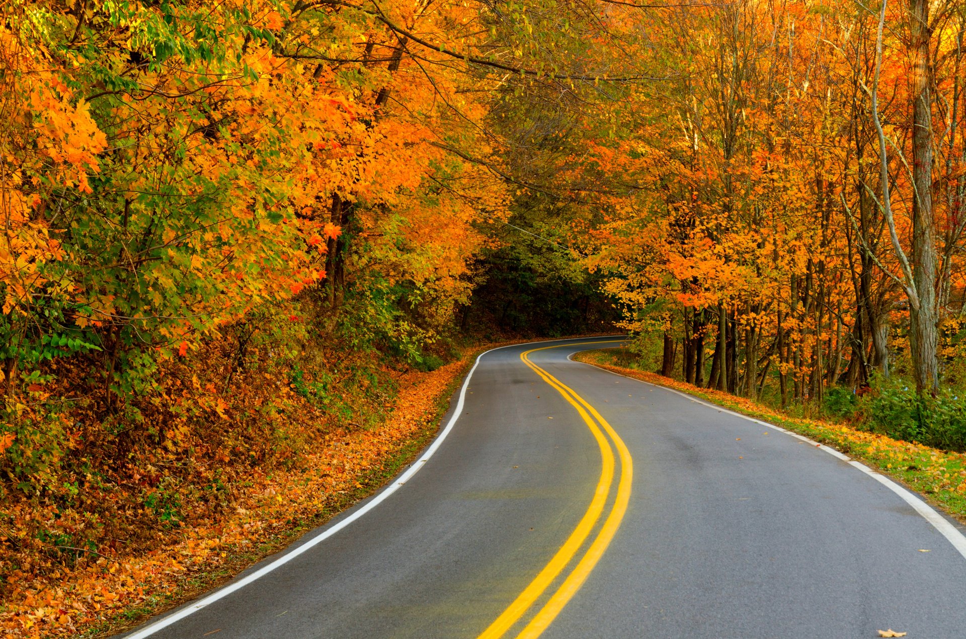 natura foresta parco alberi foglie colorato strada autunno caduta colori passeggiata