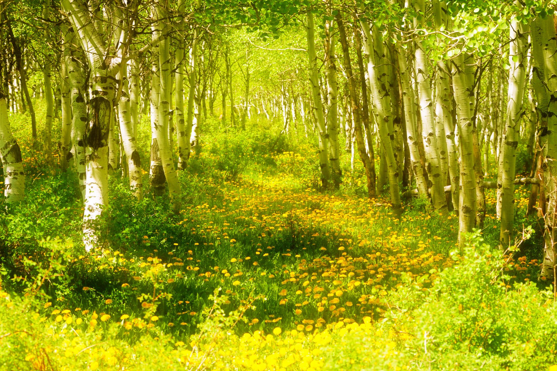 bosque árboles hierba flores primavera