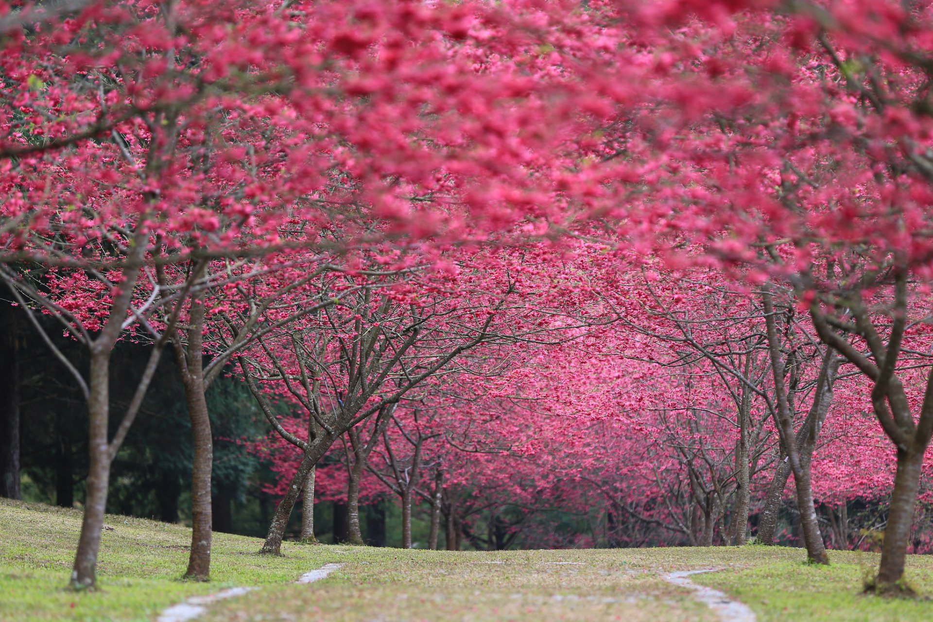 japon sakura fleurs de cerisier feuilles cerise floraison printemps parc