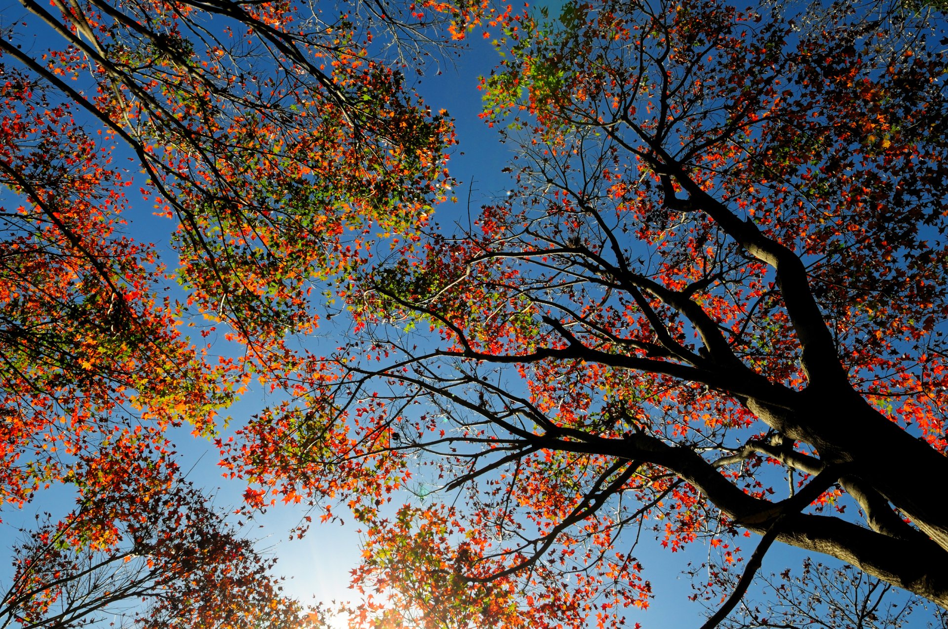 cielo albero foglie autunno