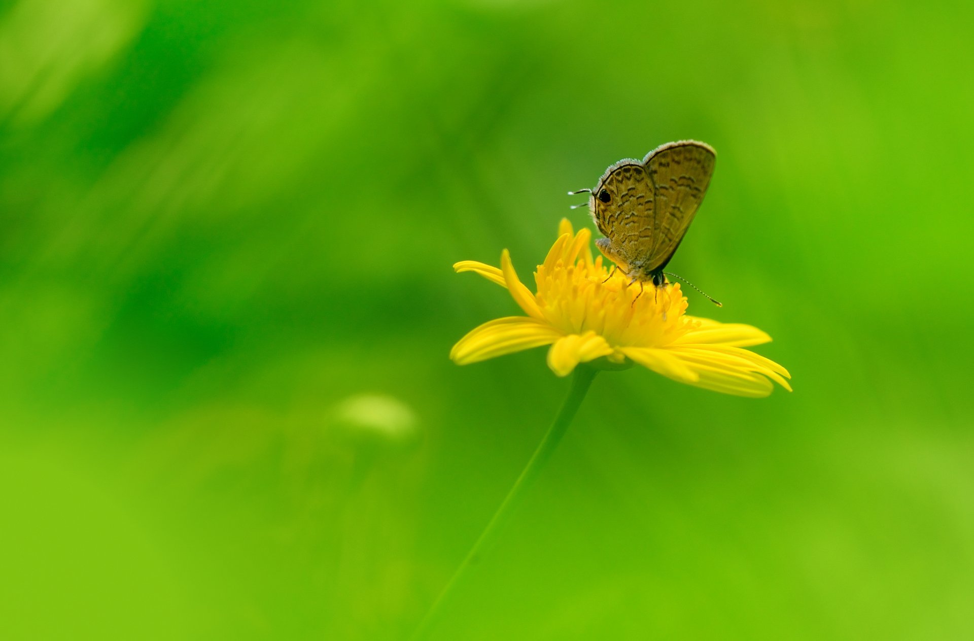 champ prairie fleur pétales papillon insecte ailes