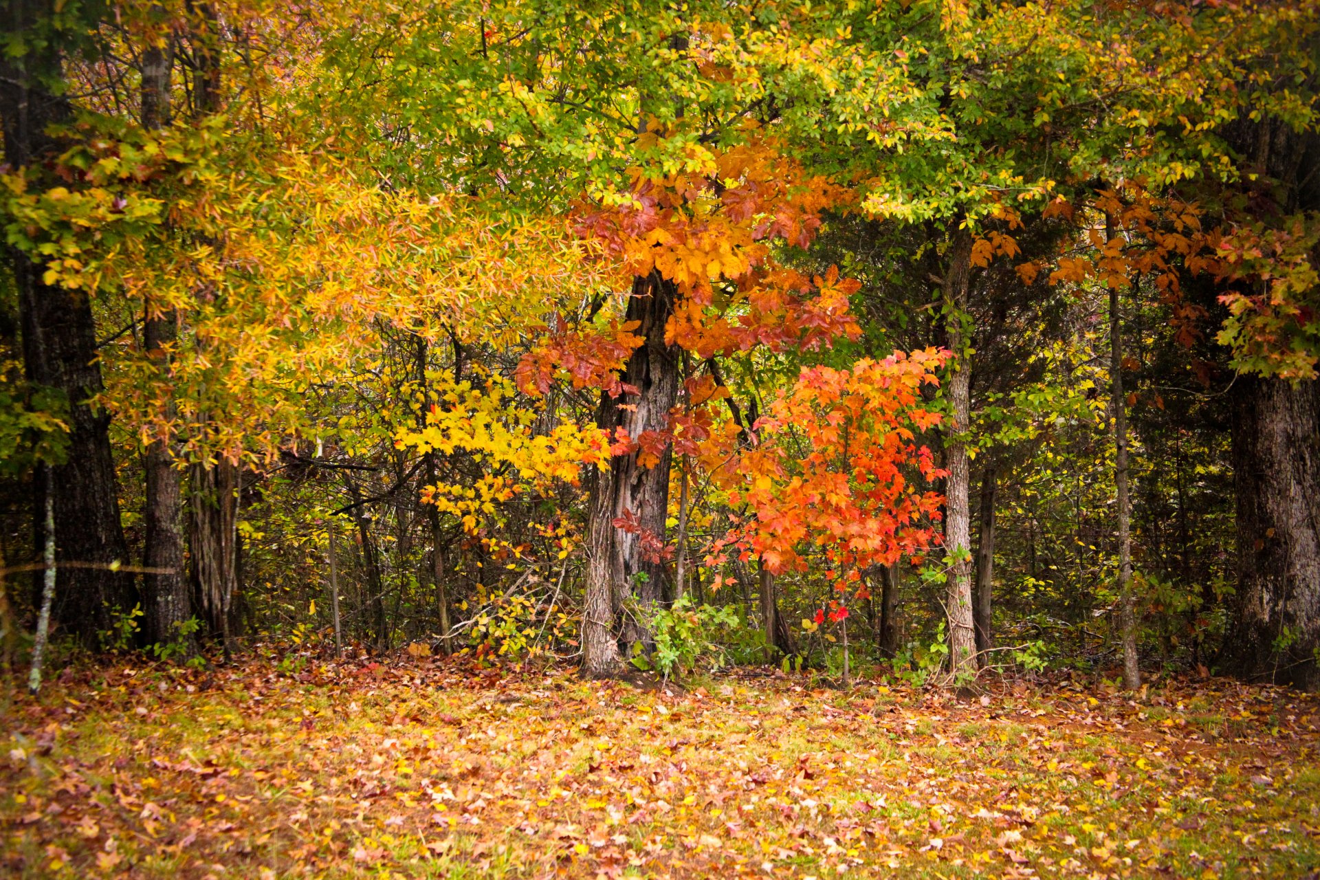 automne arbres feuilles coloré