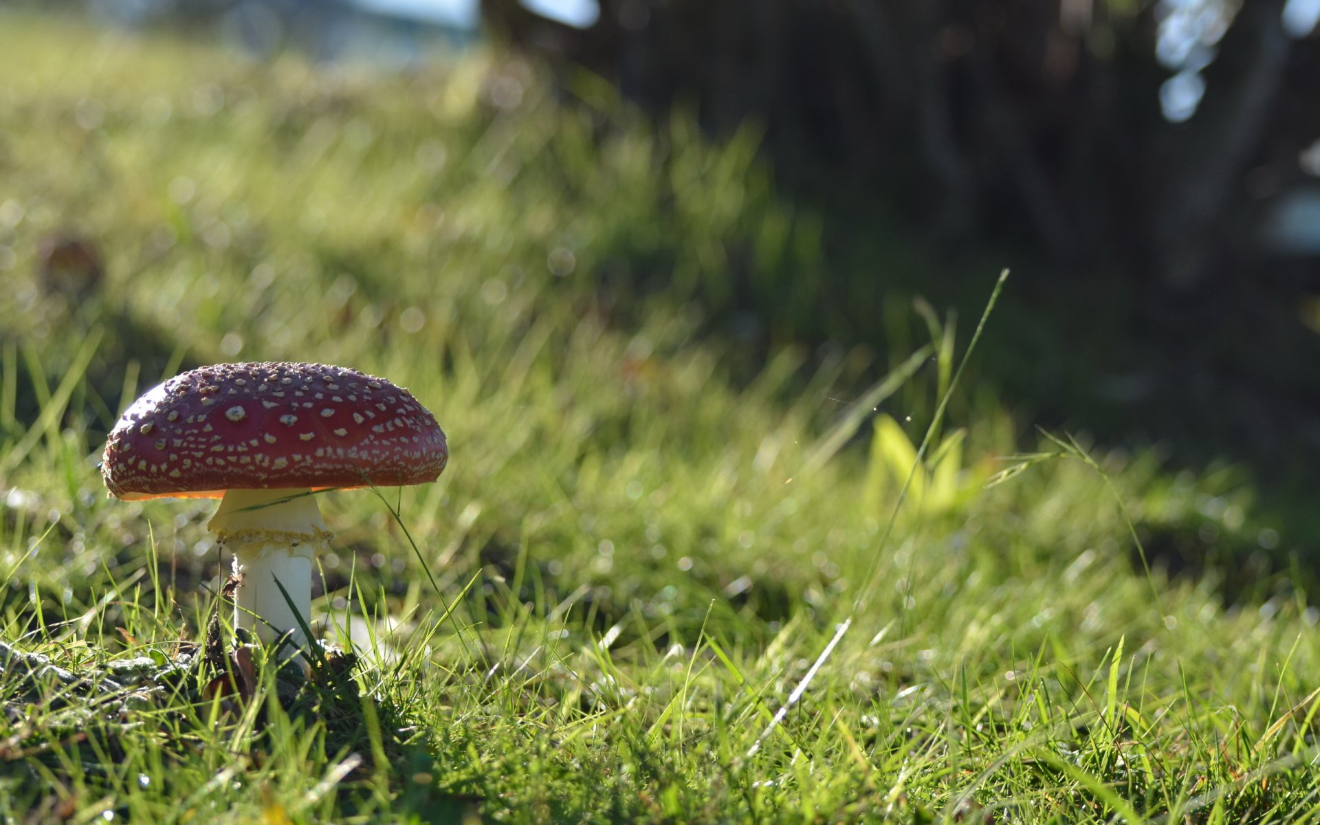 champignon herbe champ nature