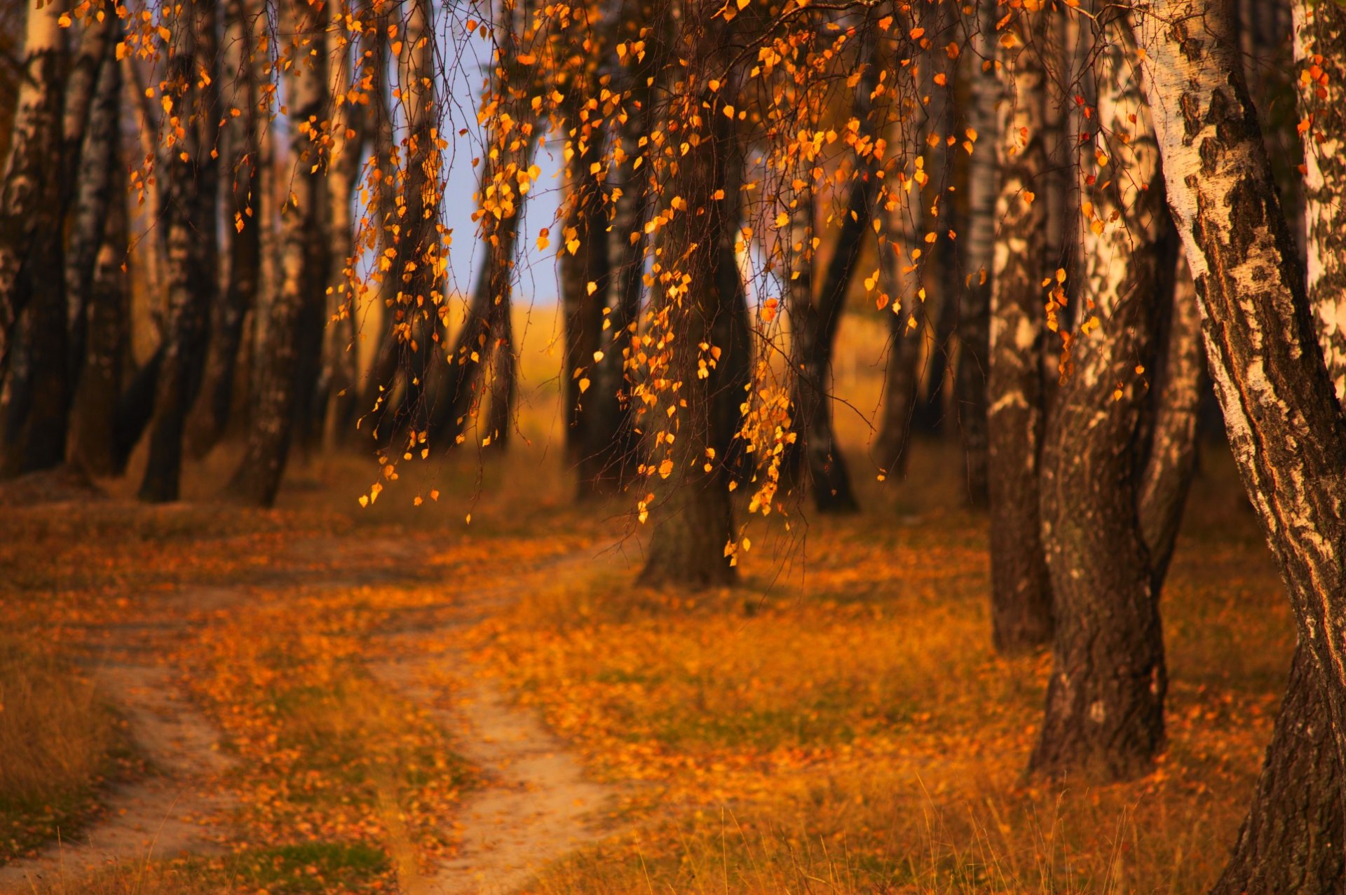 noche pintura de la tarde otoño naturaleza