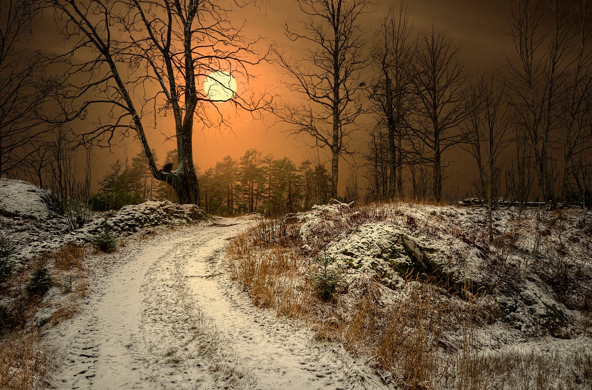 forêt surréaliste norvège arbres soleil chat traitement