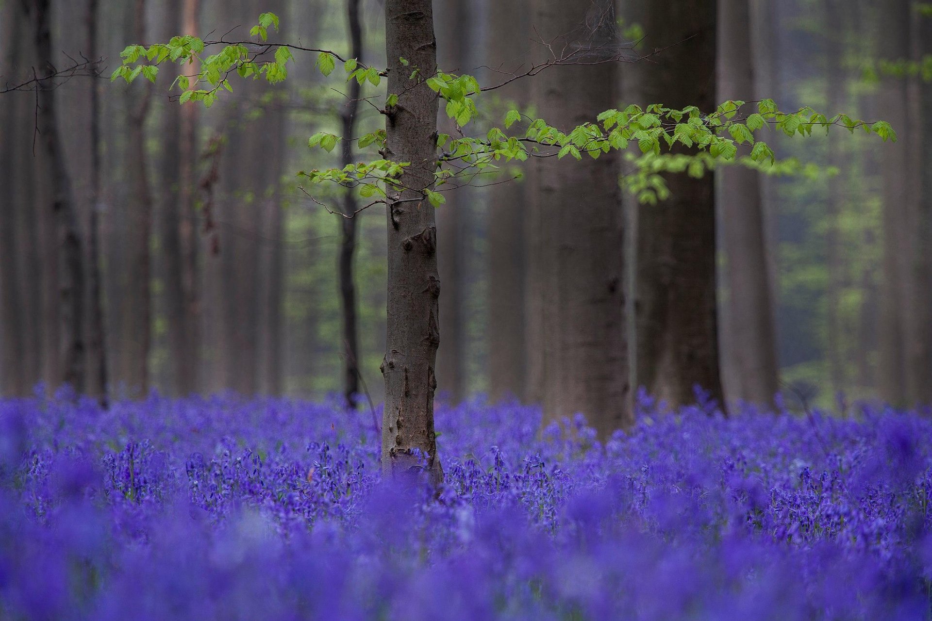 forêt arbres printemps fleurs lilas