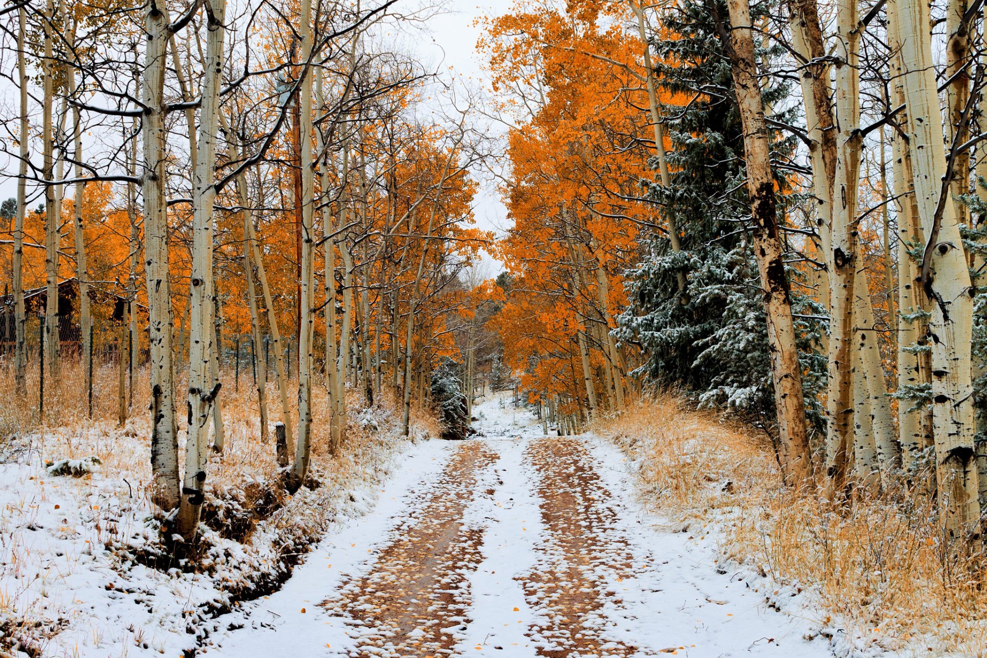 carretera árboles otoño nieve