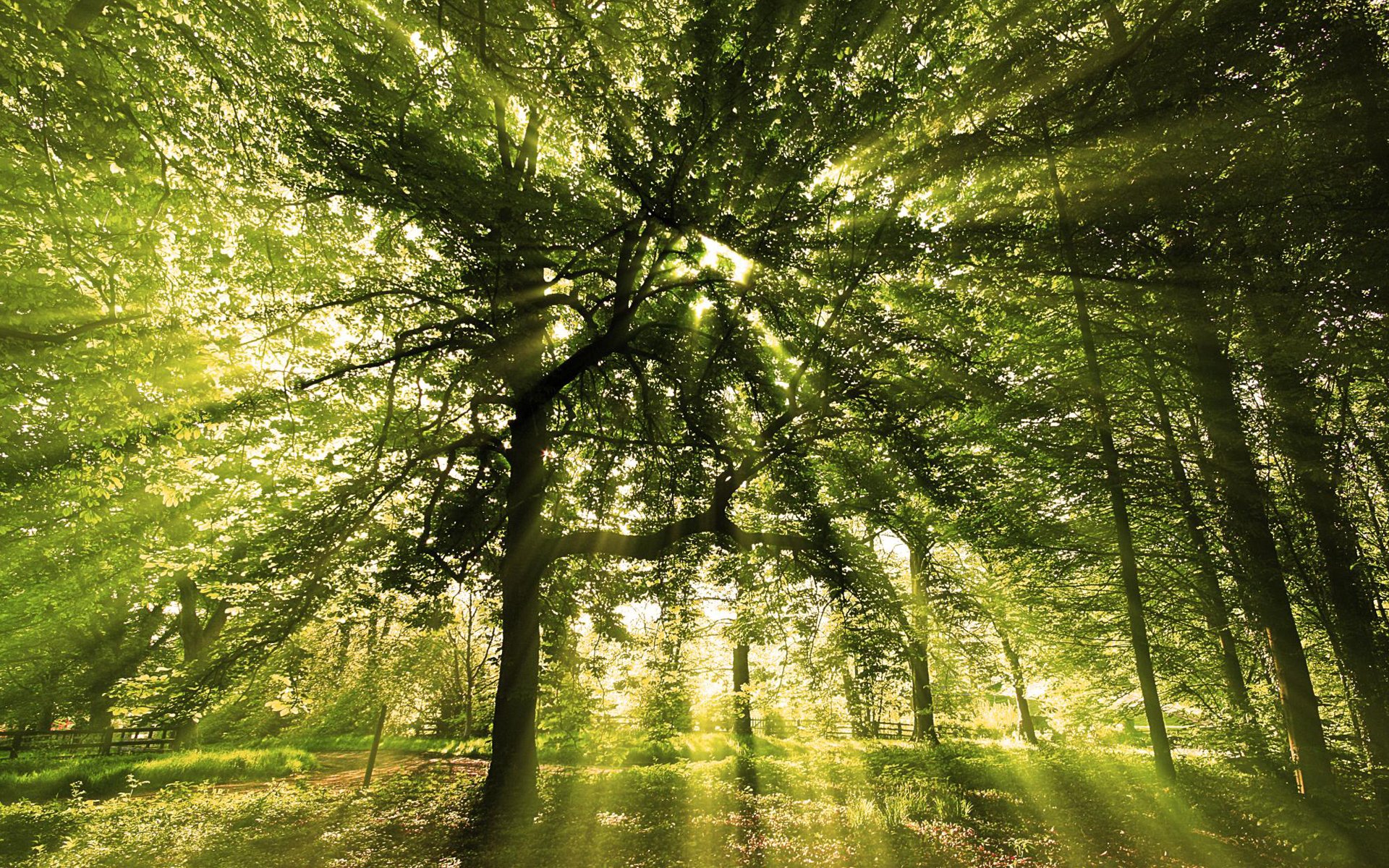 bosque dervia ramas hojas verdes vegetación rayos luz sol amanecer