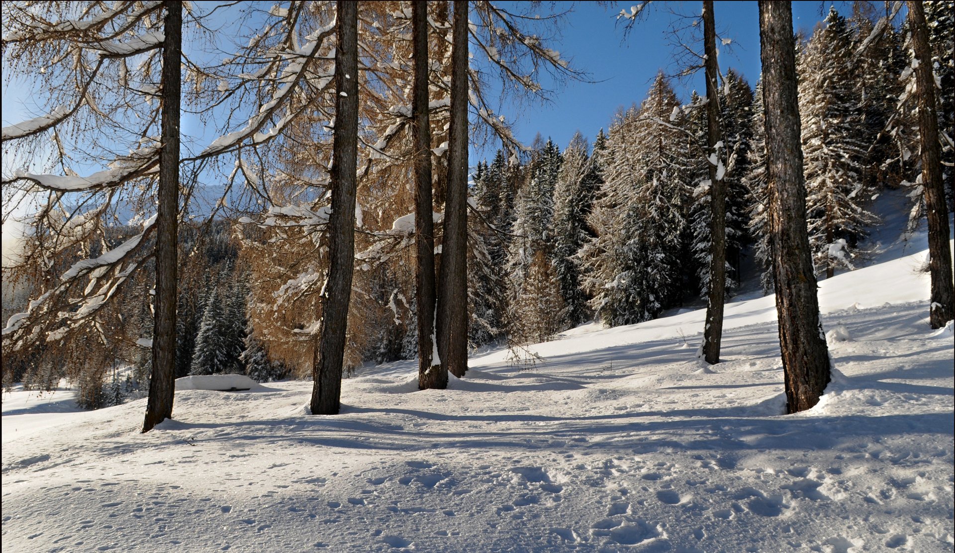 cielo foresta alberi pendenza inverno neve