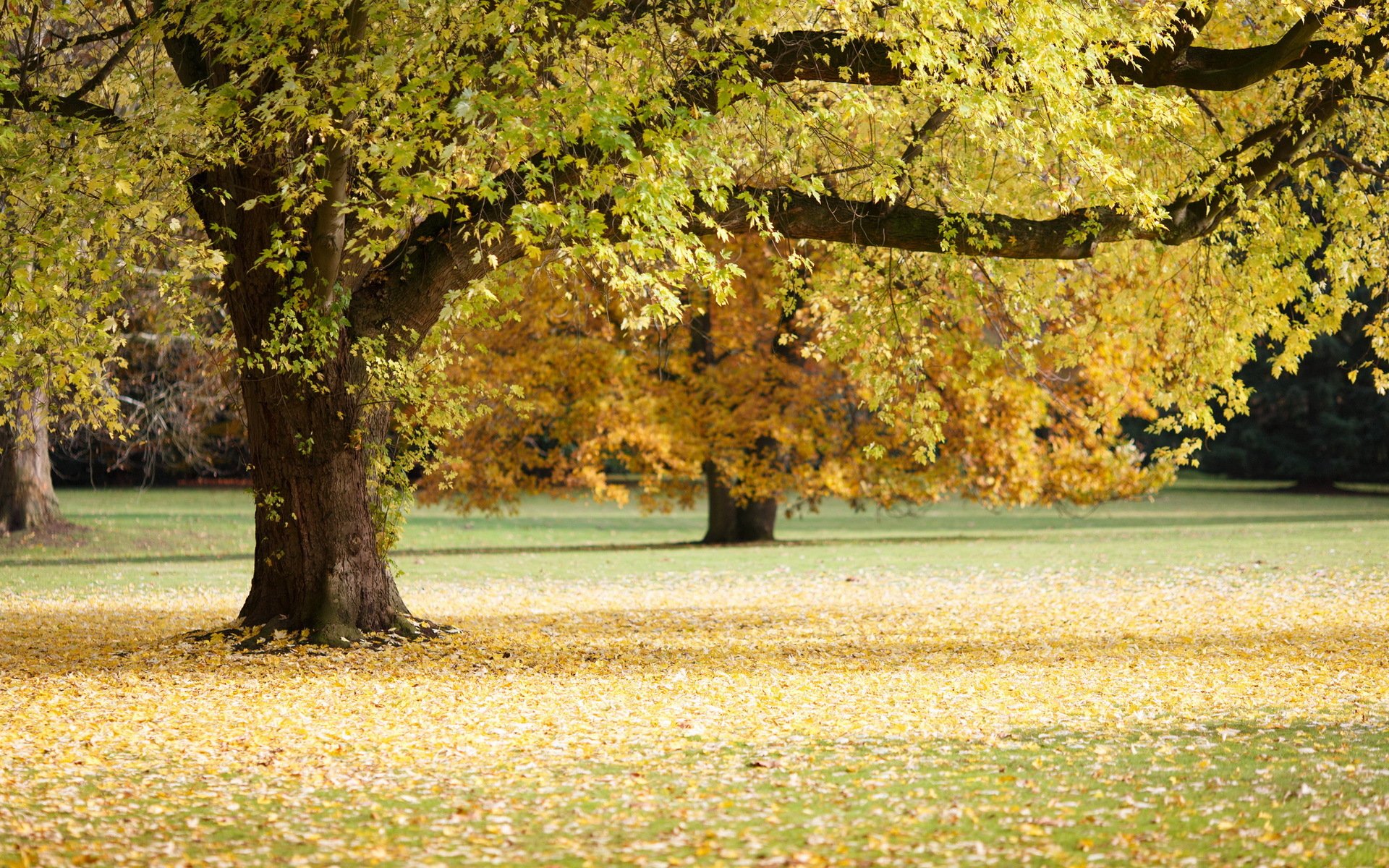 árbol otoño naturaleza