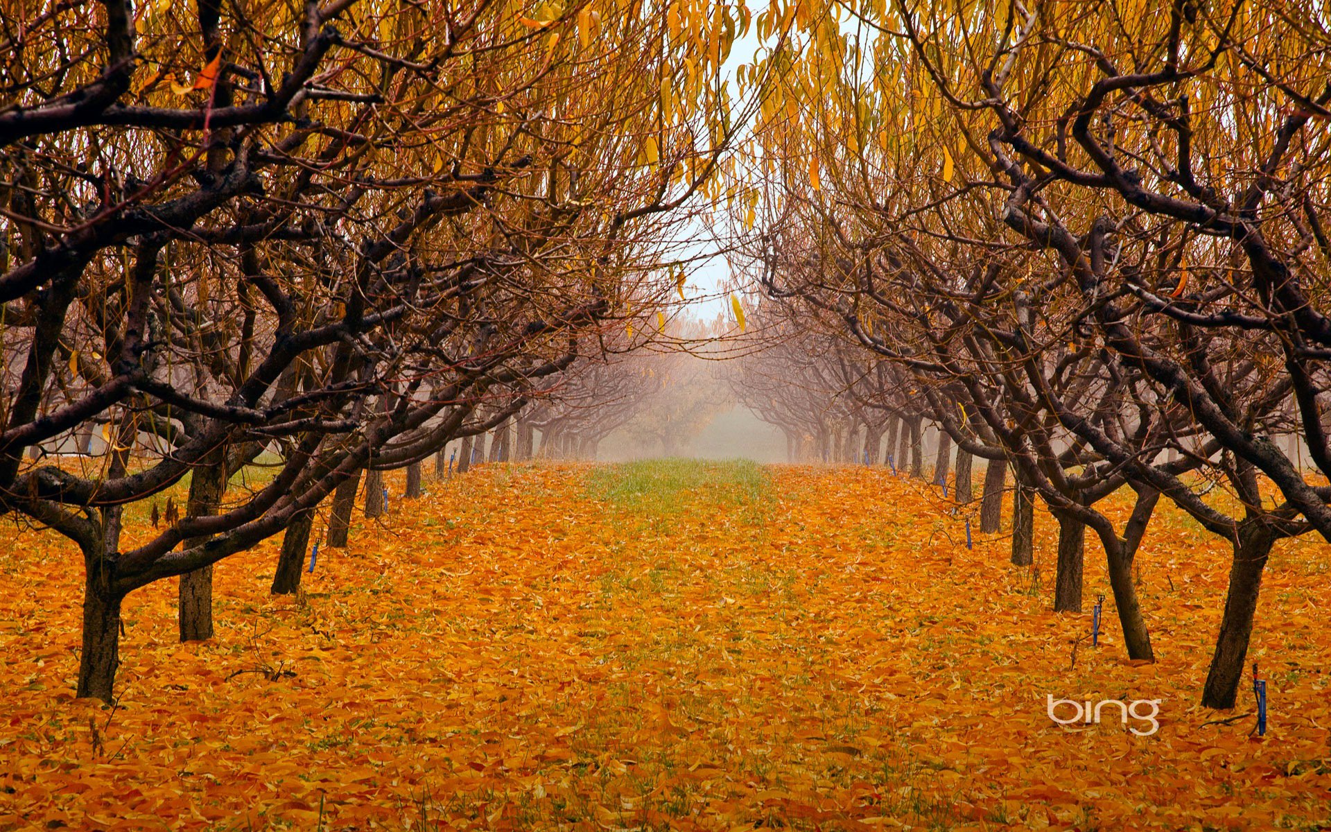 britisch-kolumbien kanada okanagan-tal nebel herbst blätter bäume garten park