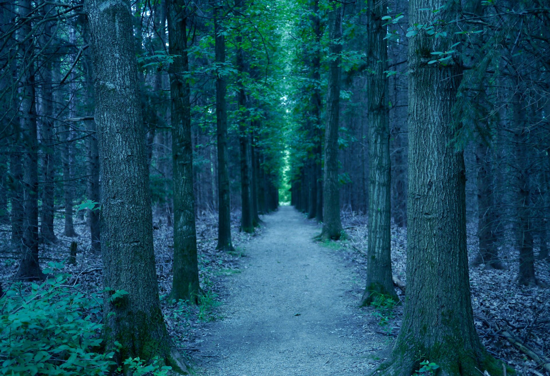 forêt parc allée sentier arbres feuilles herbe