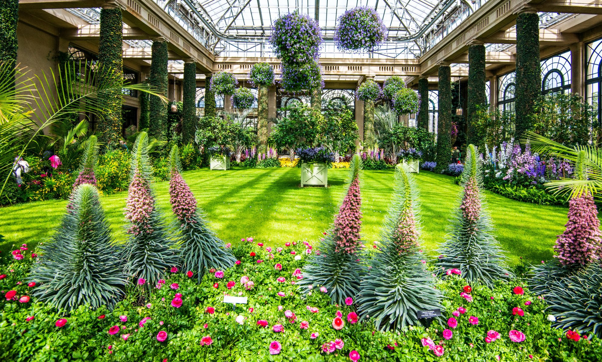 états-unis parc delphinium roses longwood kenneth square pelouse buissons nature photo