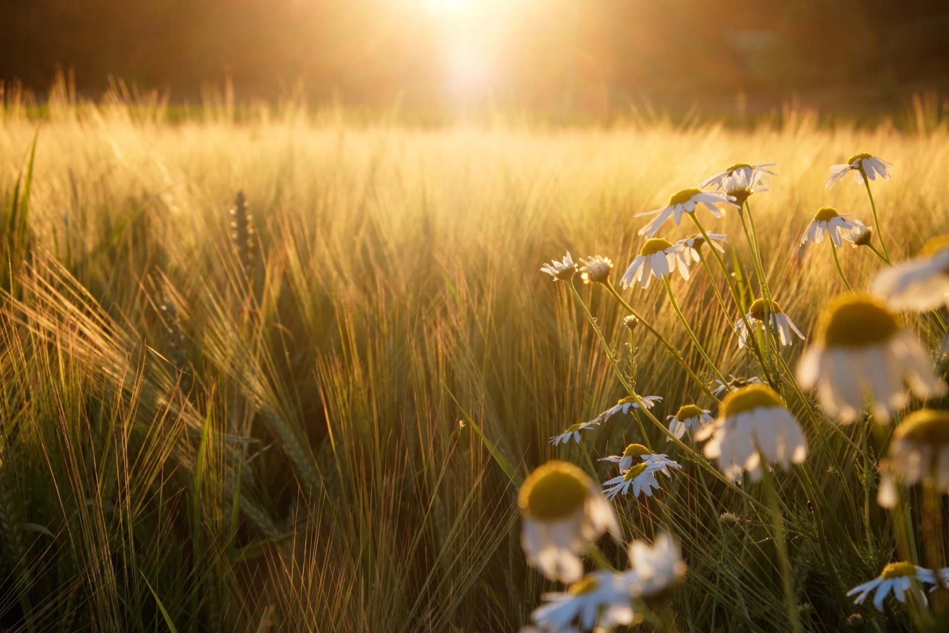 campo margherite segale sole luce tramonto