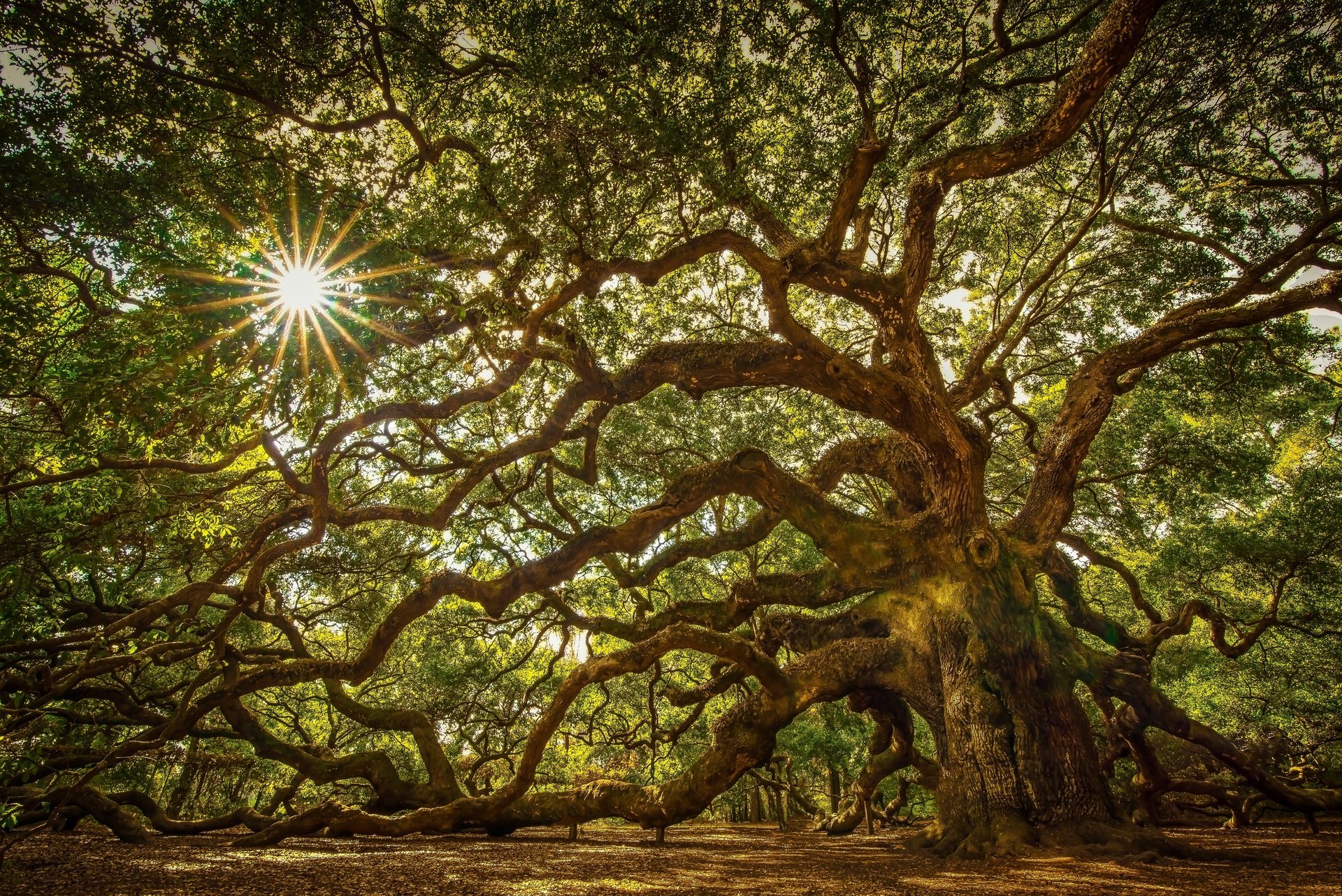 natura albero rami foglie luce del sole raggi bellezza