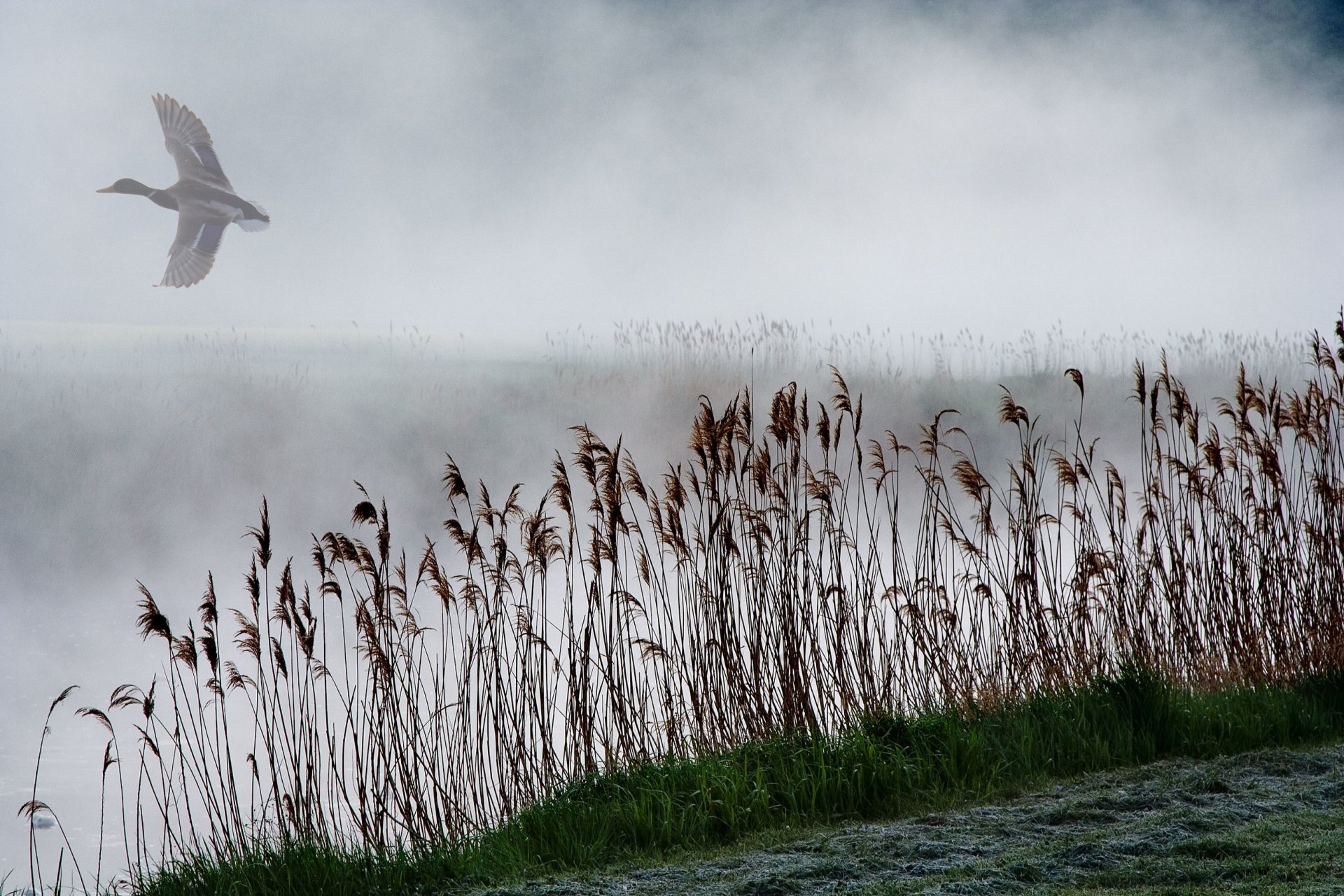 lac roseau brouillard canard