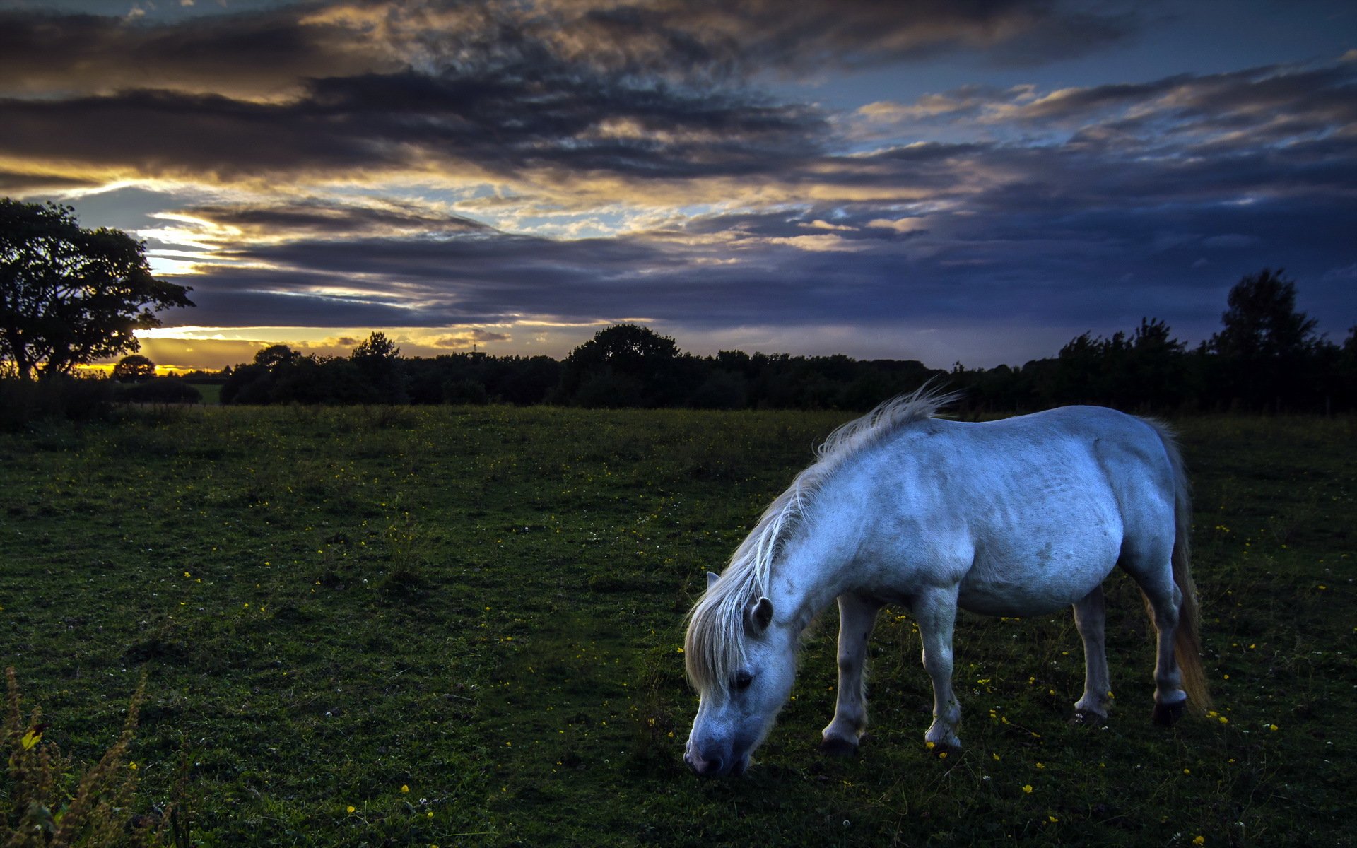 cavallo campo notte natura