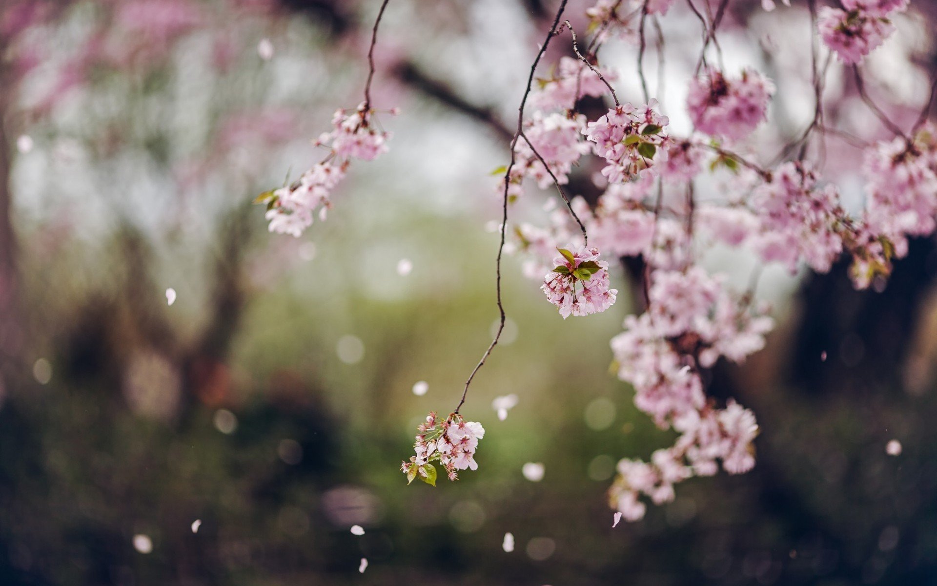 tree flower bloom spring petal