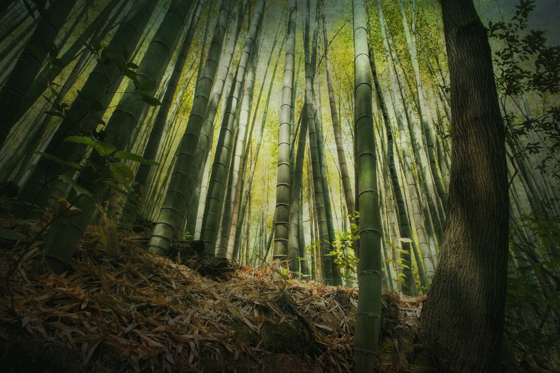 bamboo forest height