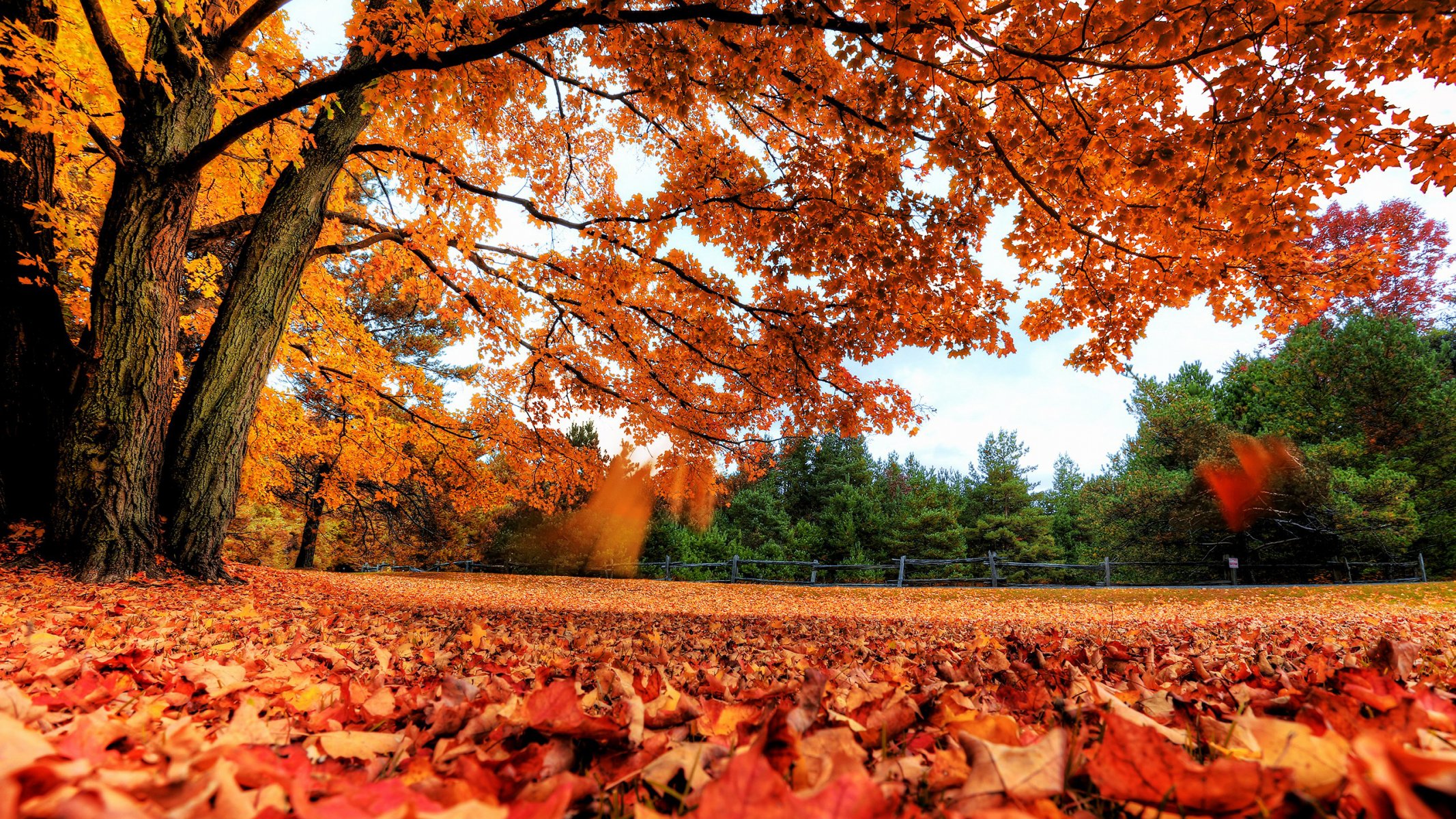 herbst laub wald lichtung blätter bäume zweige kontrast