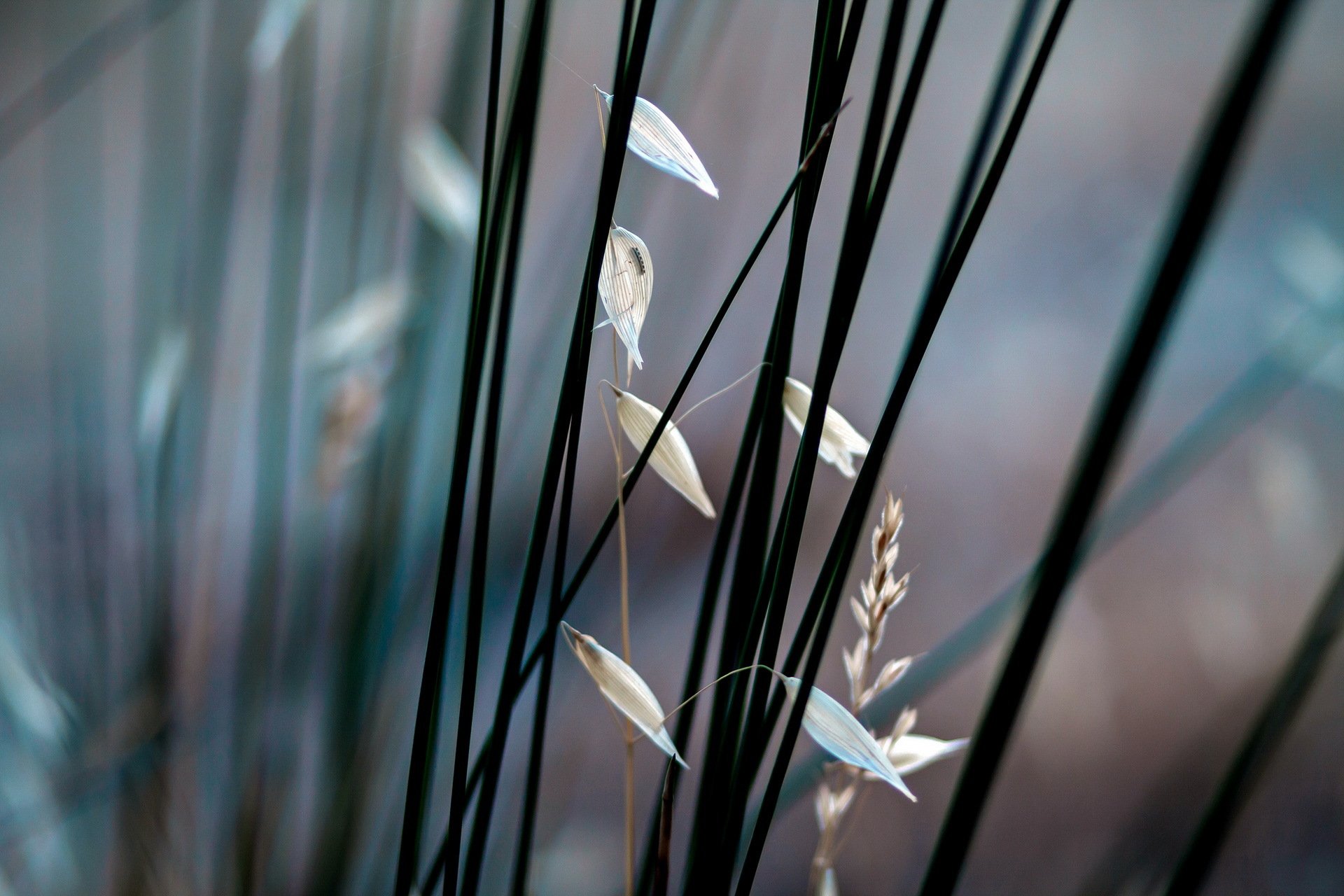 nature plants close up