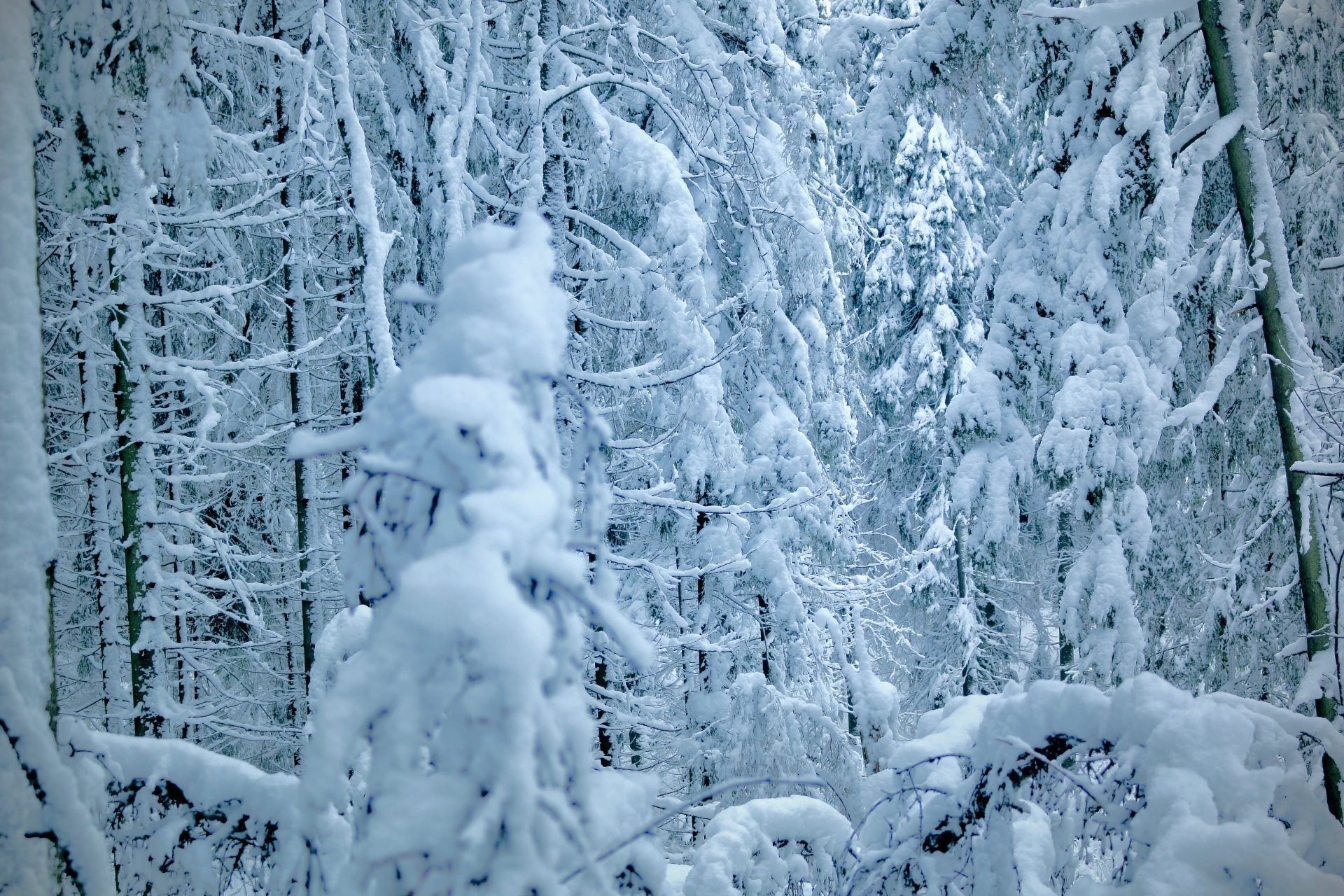 inverno alberi abete pino foresta neve alberi di natale inverno pino albero