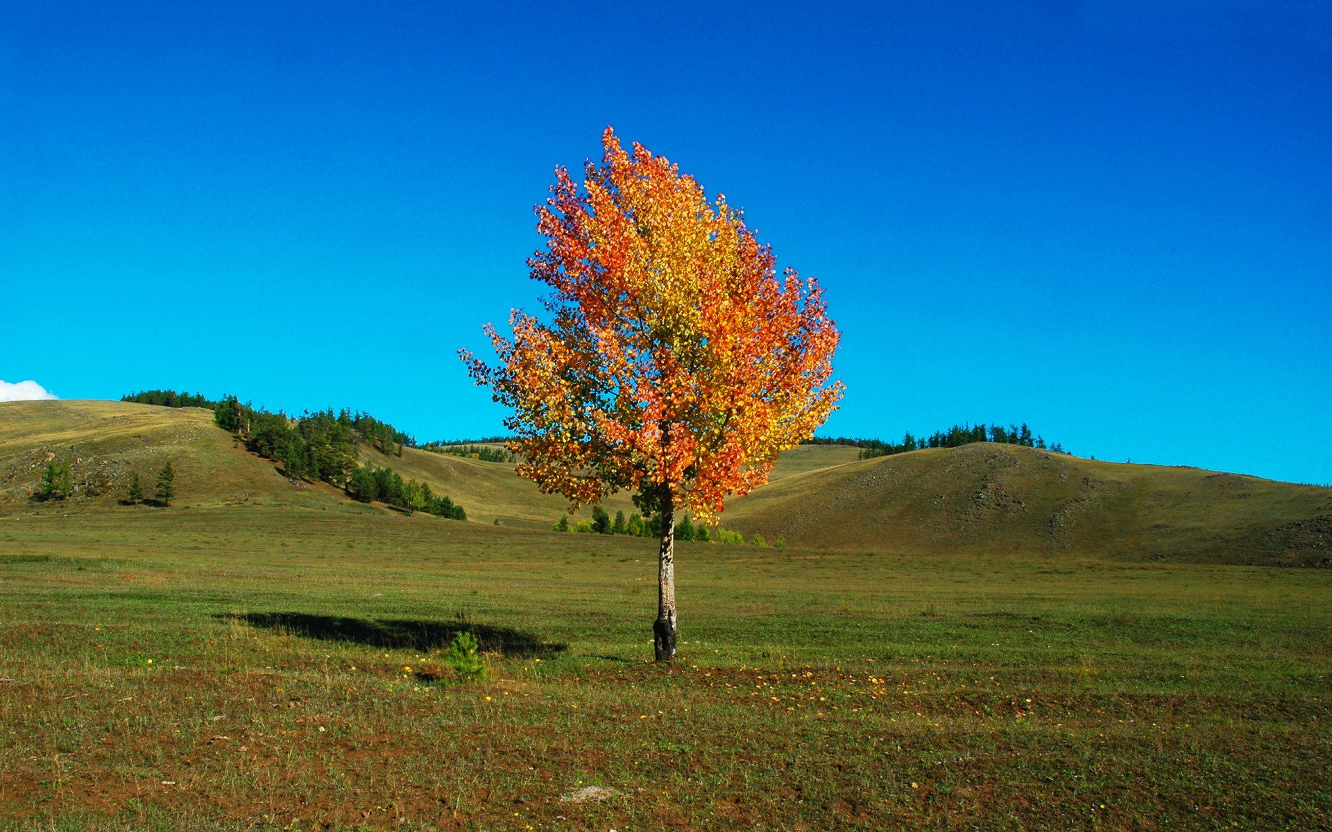 otoño árbol cielo colinas hierba campo paisaje belleza brisa