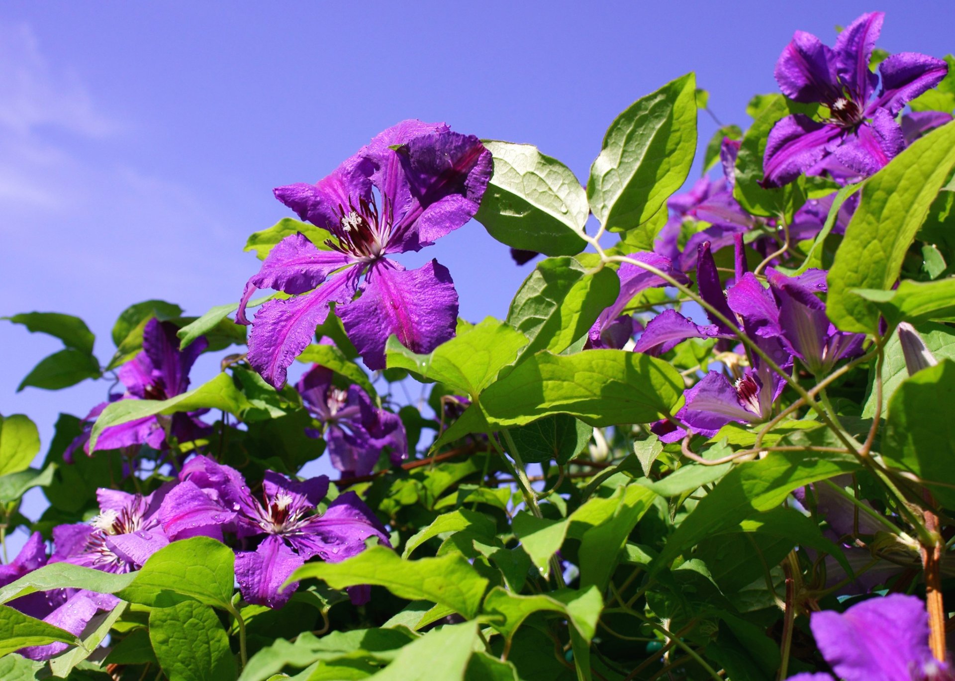 fiori petali foglie cielo