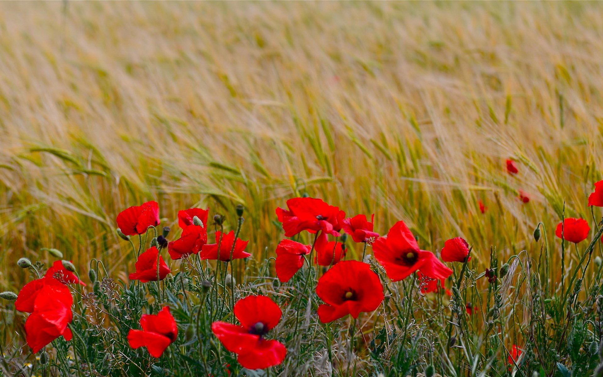 mohn sommer natur