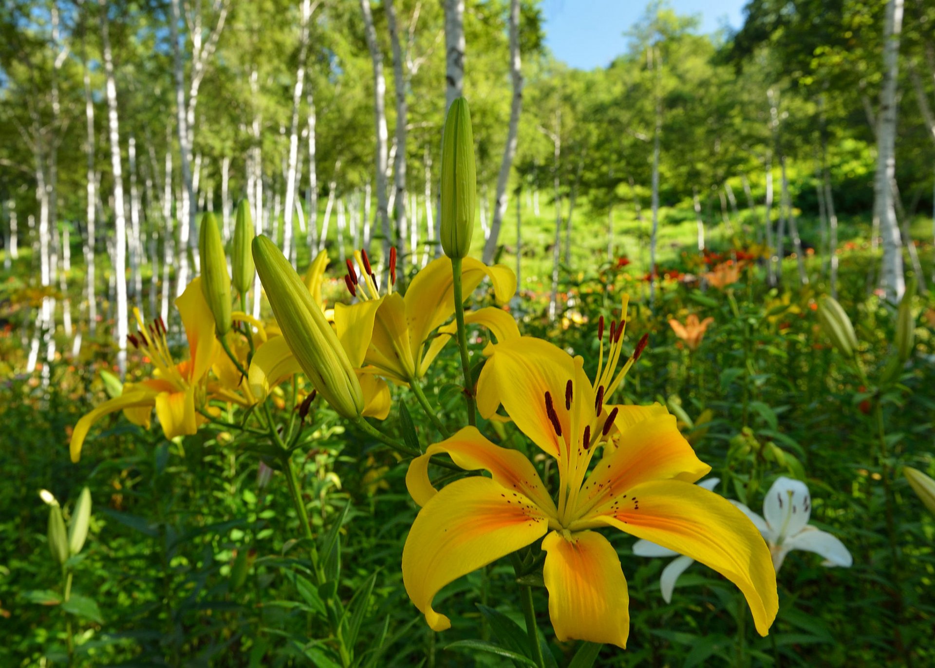 foresta boschetto alberi erba fiori gigli