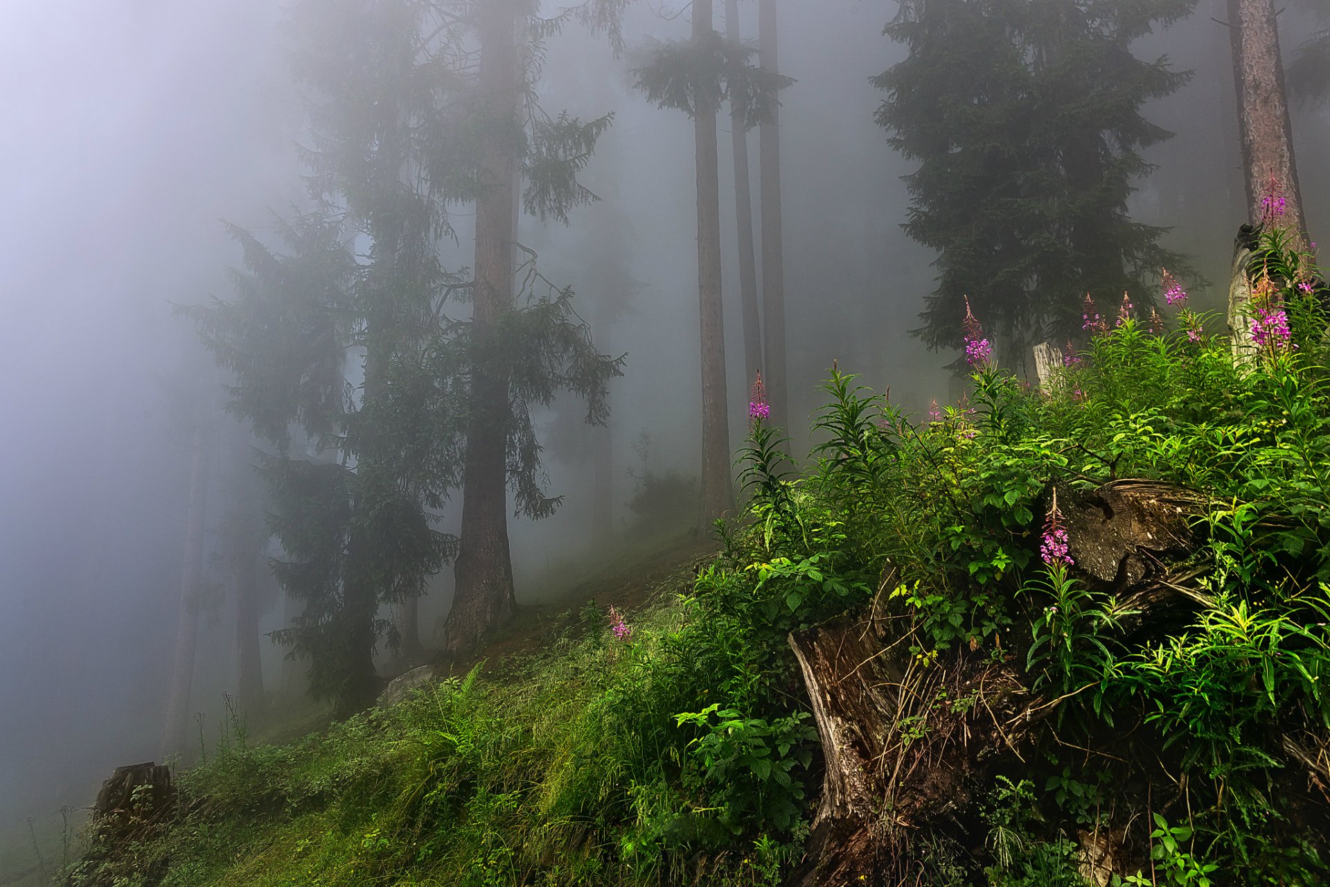 natura las mgła drzewa liście trawa