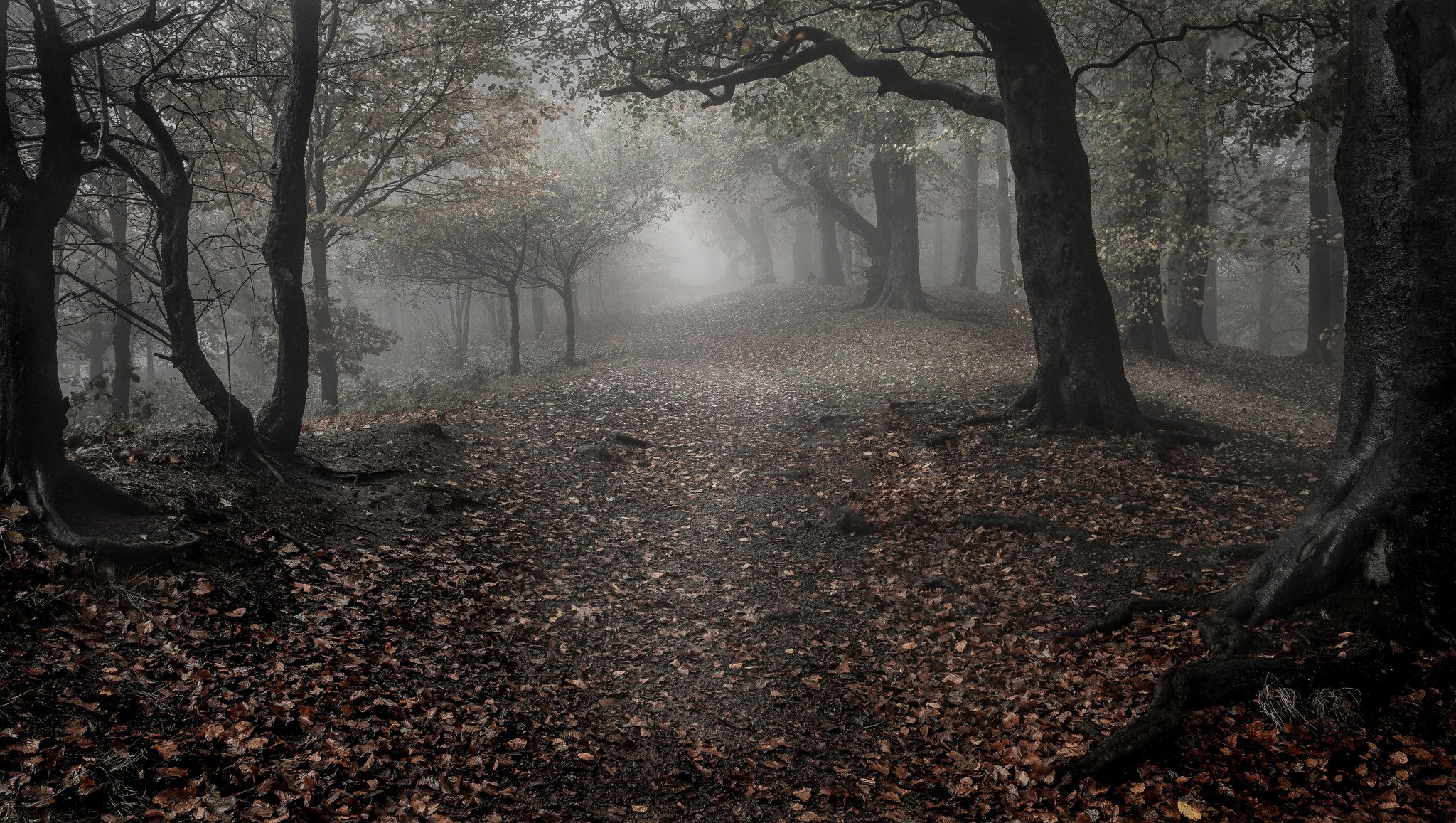 forest tree leaves autumn fog sadne