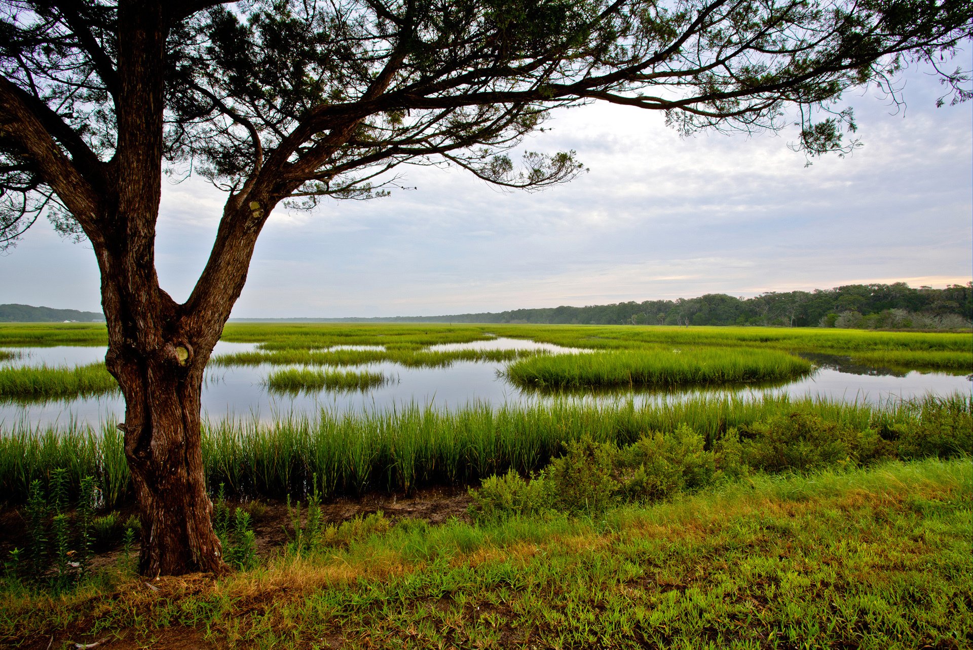 amelia island florida stati uniti cielo albero erba acqua palude