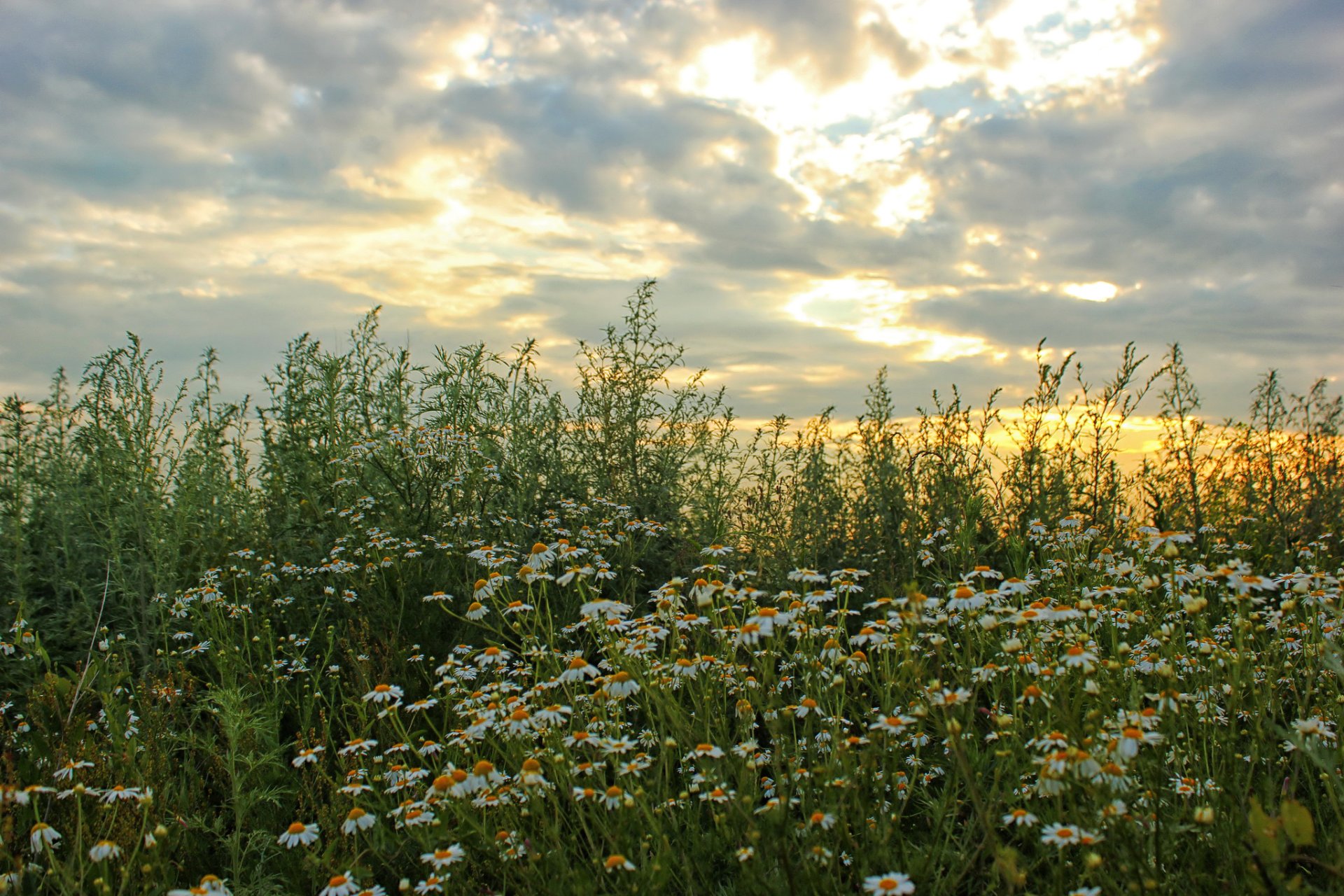 pole niebo stokrotki chmury natura kwiaty zdjęcia