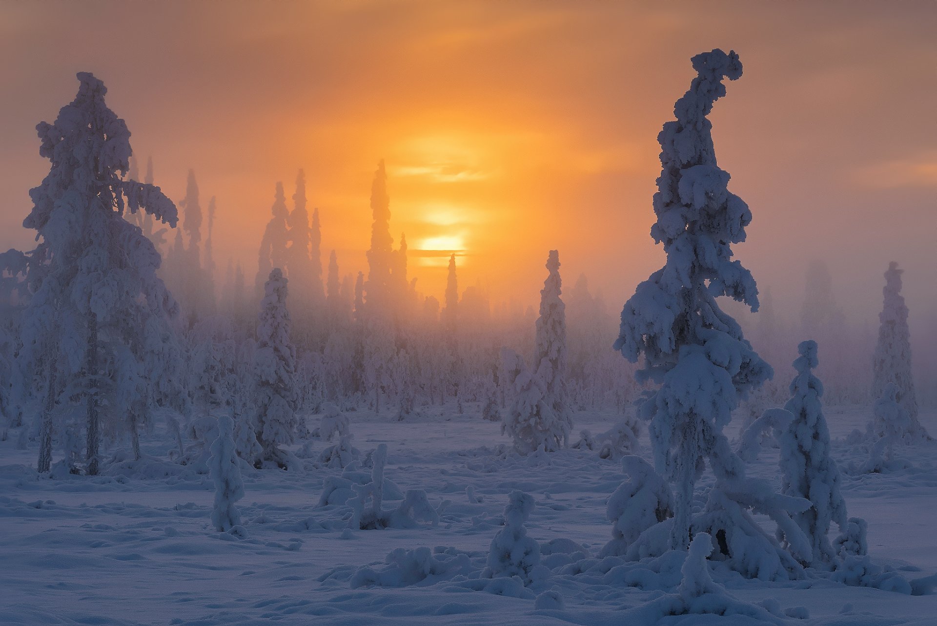 weden province lappland muddus national park winter forest snow haze sun