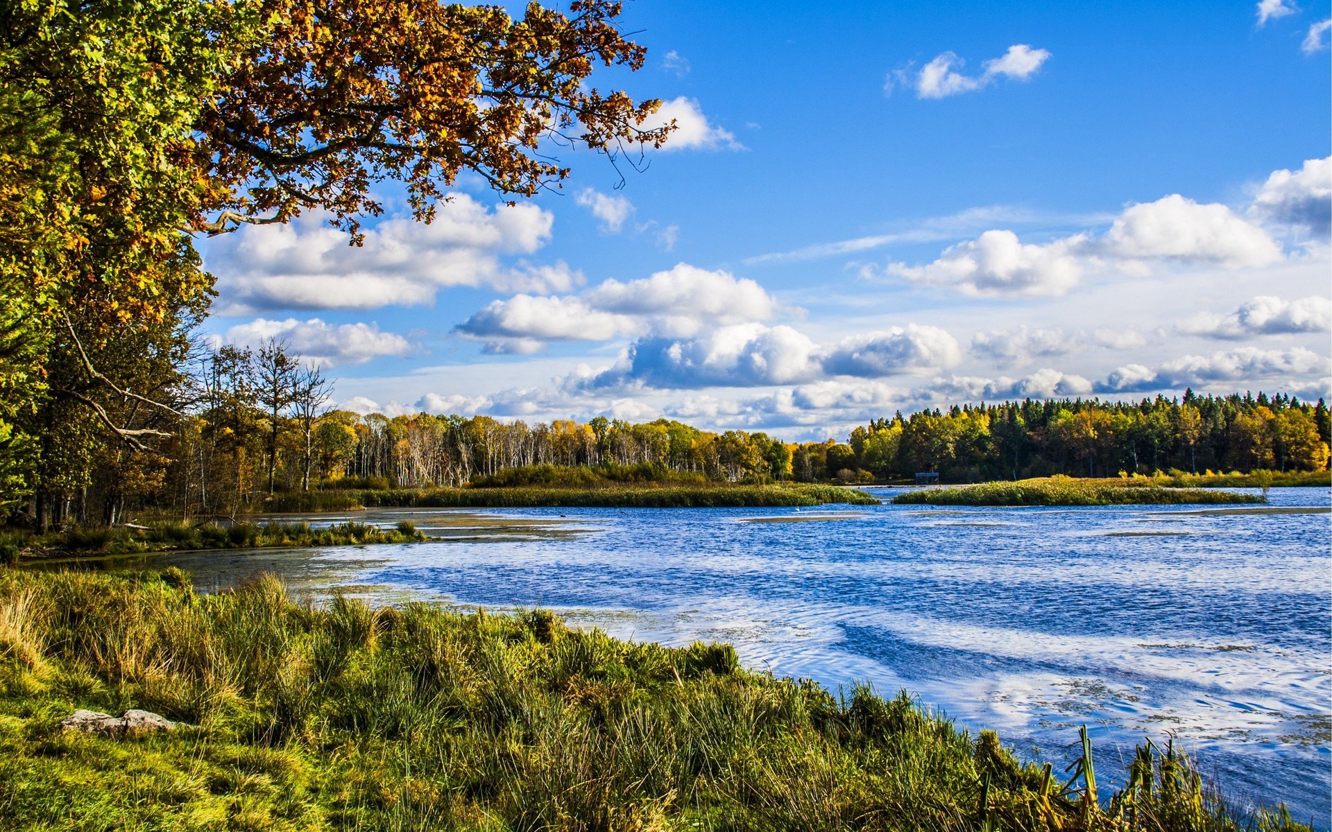 cielo nubes bosque árboles otoño hojas río orilla hierba