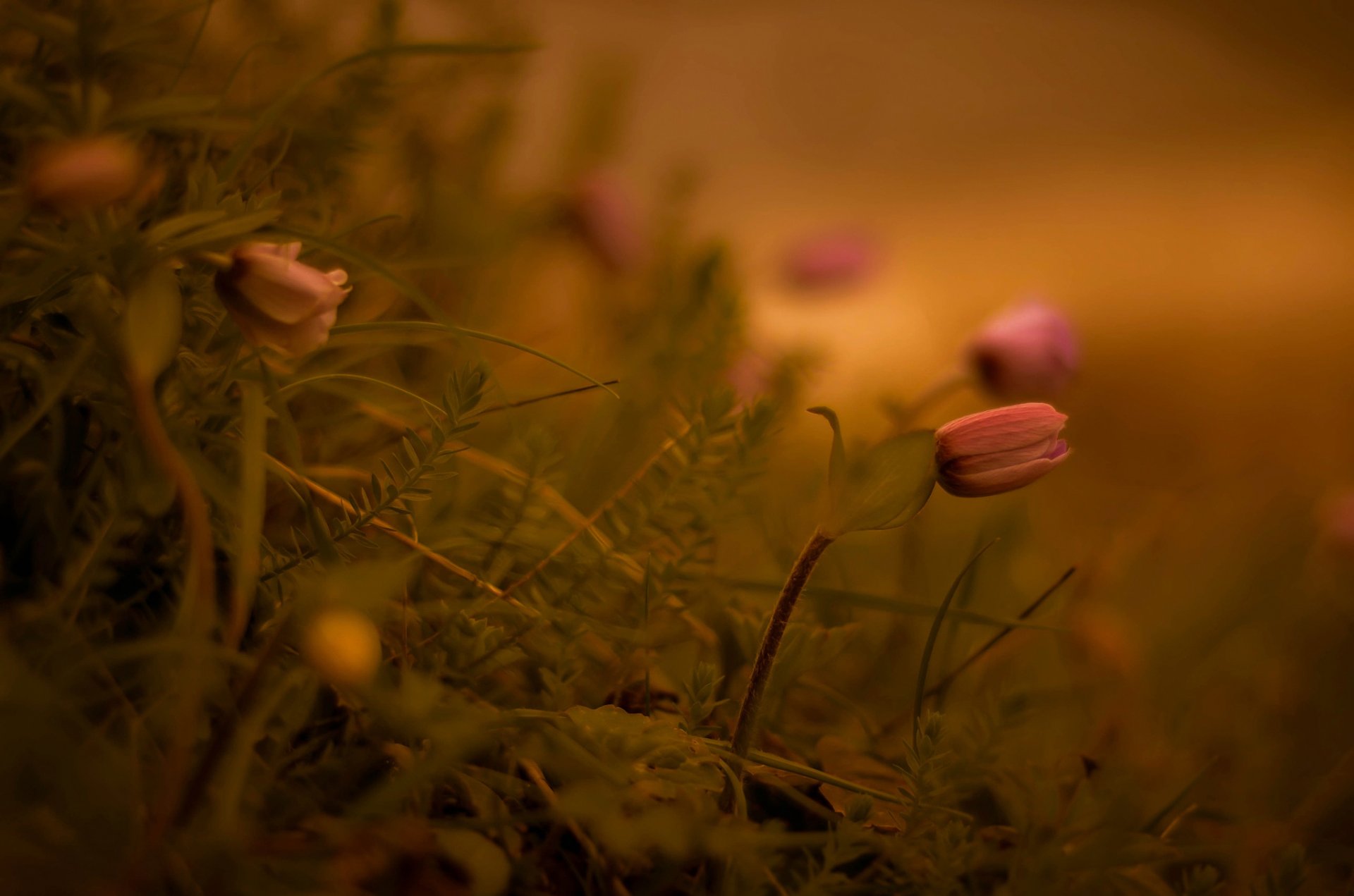 blumen makro bokeh