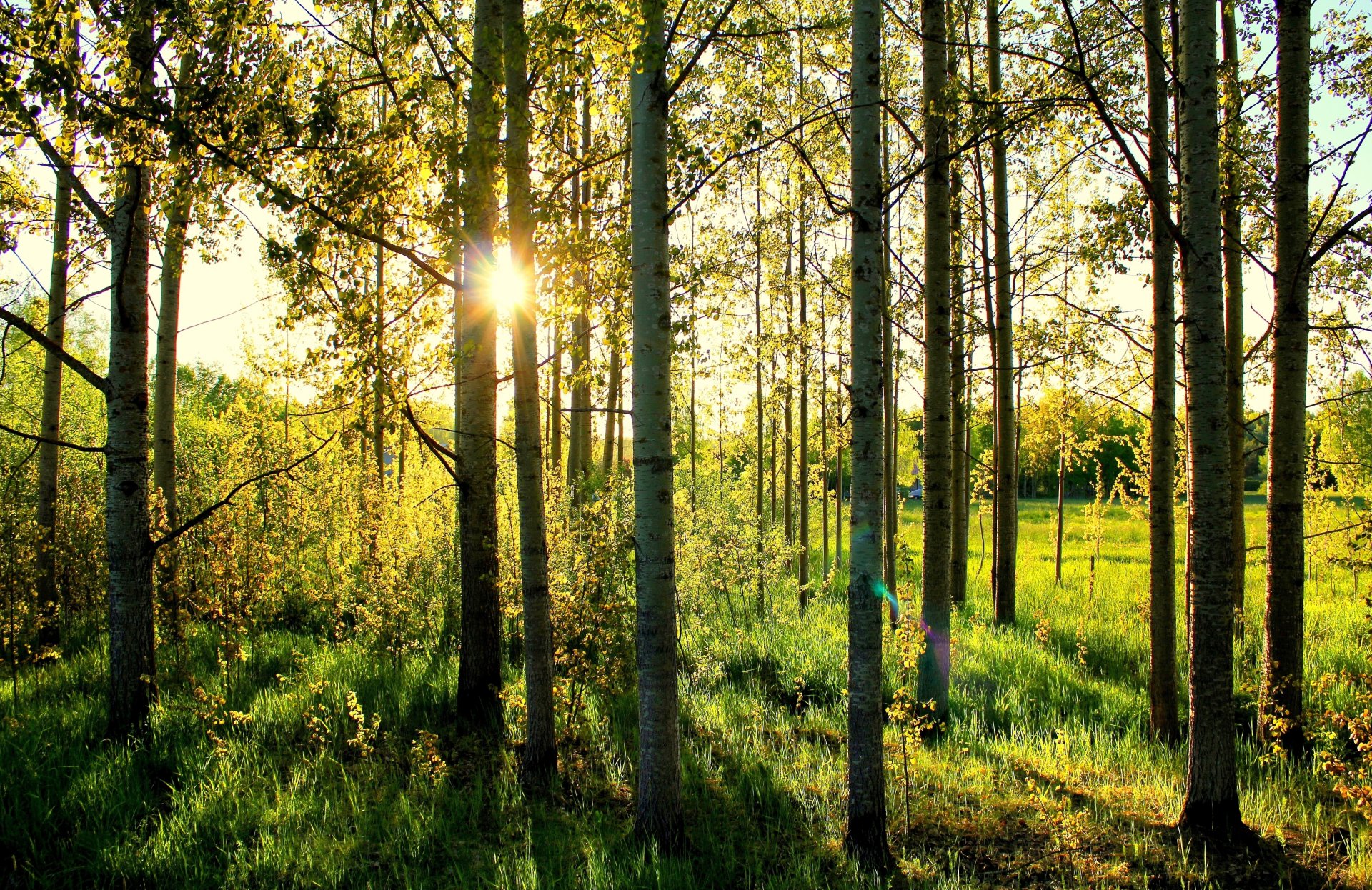 bosque sol hierba