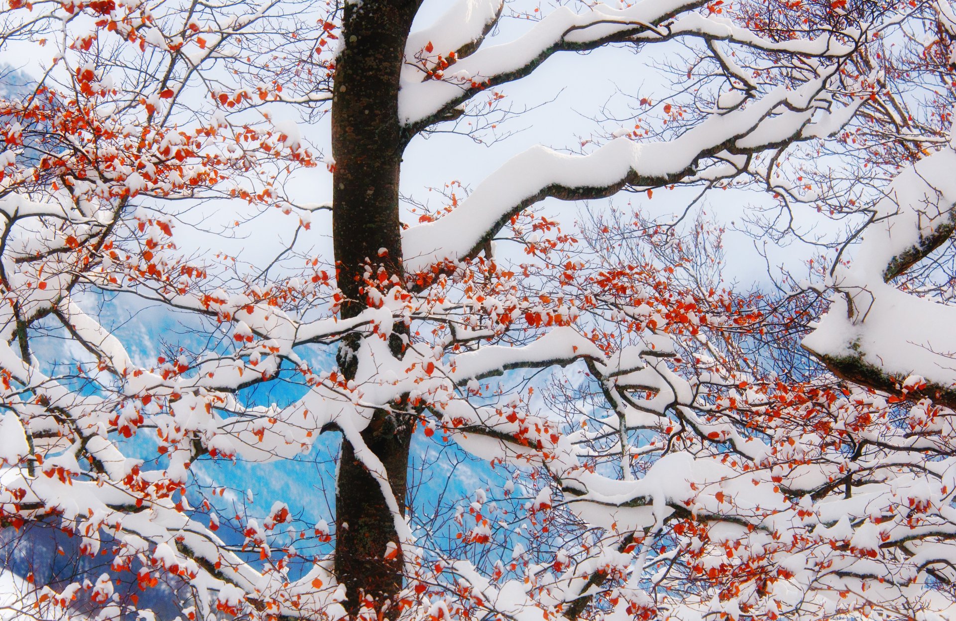 baum winter schnee zweige beeren rot