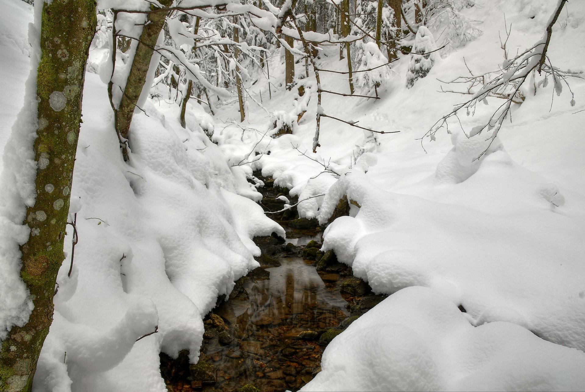 inverno neve ruscello alberi rami cumuli di neve