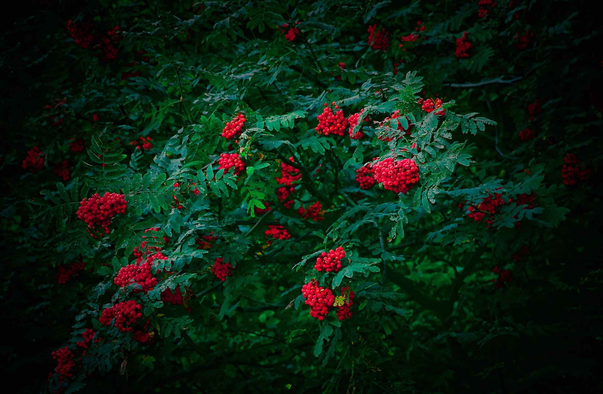 rowan arbre feuilles baies