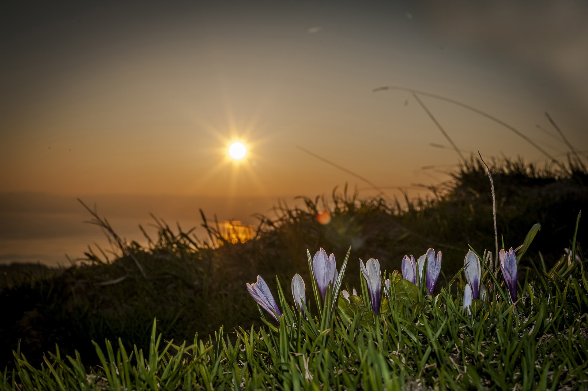 schweiz blumen sonne makro