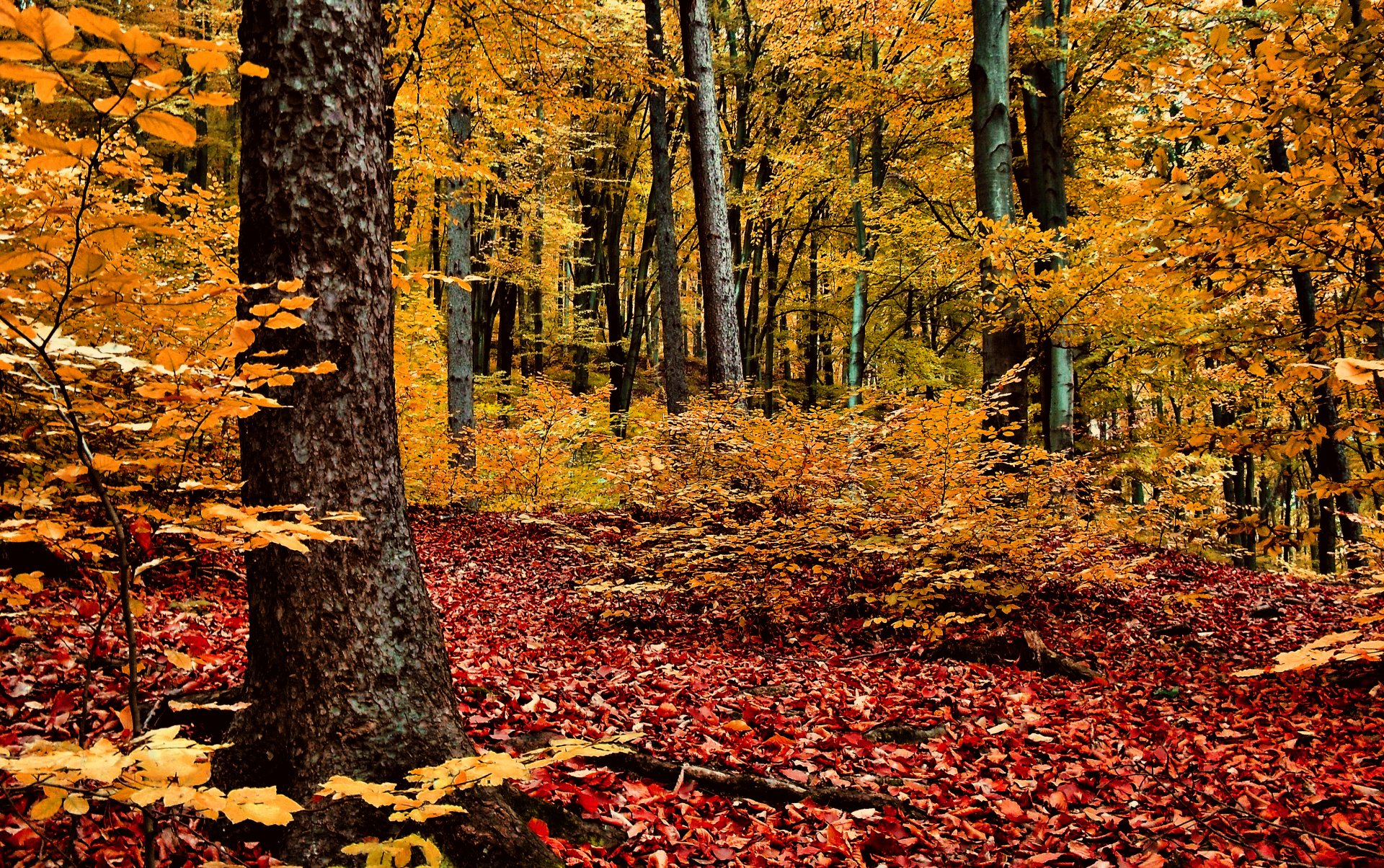 otoño bosque árboles follaje rojo-amarillo